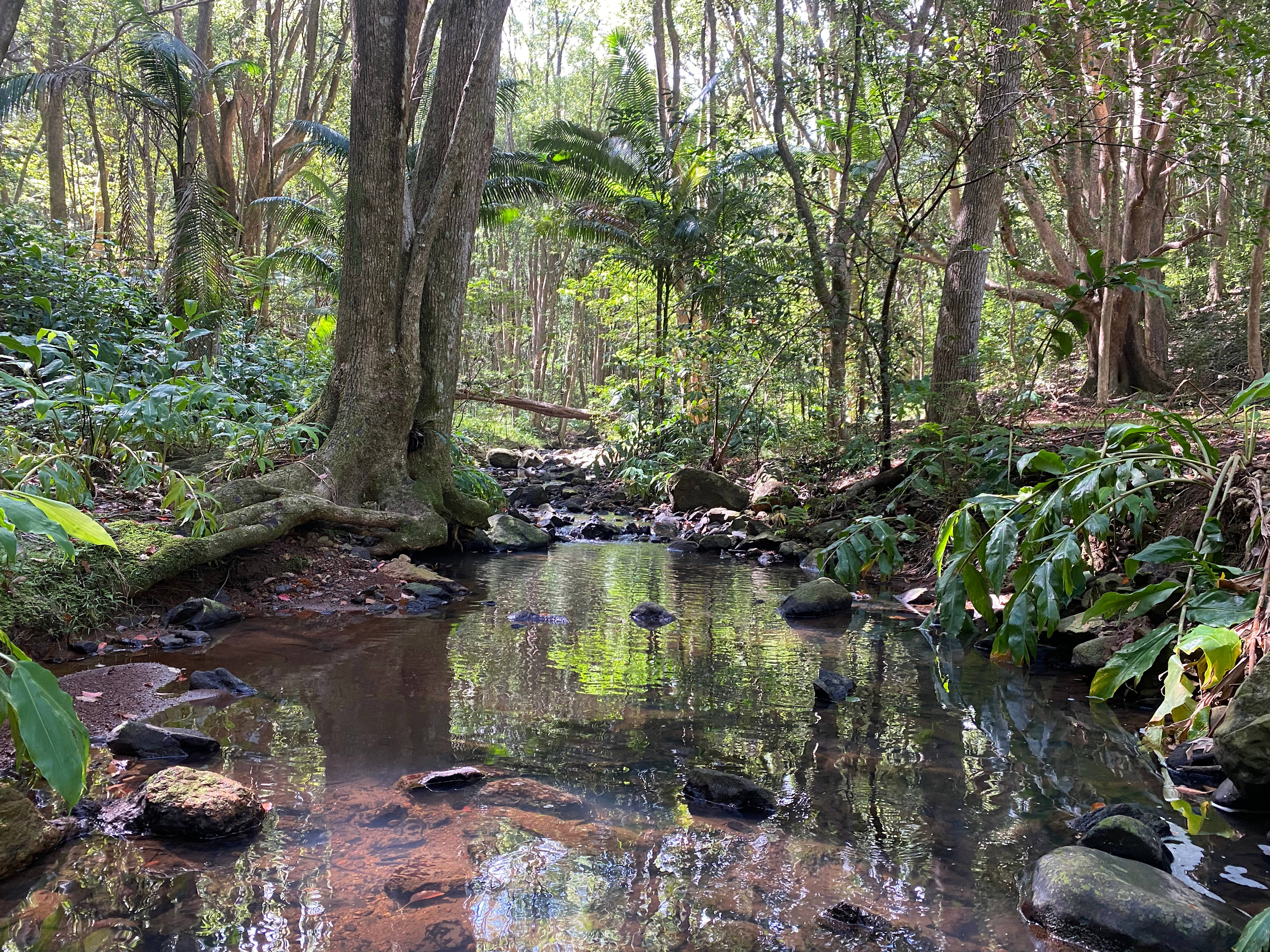 Fern gully Creek, Coorabell