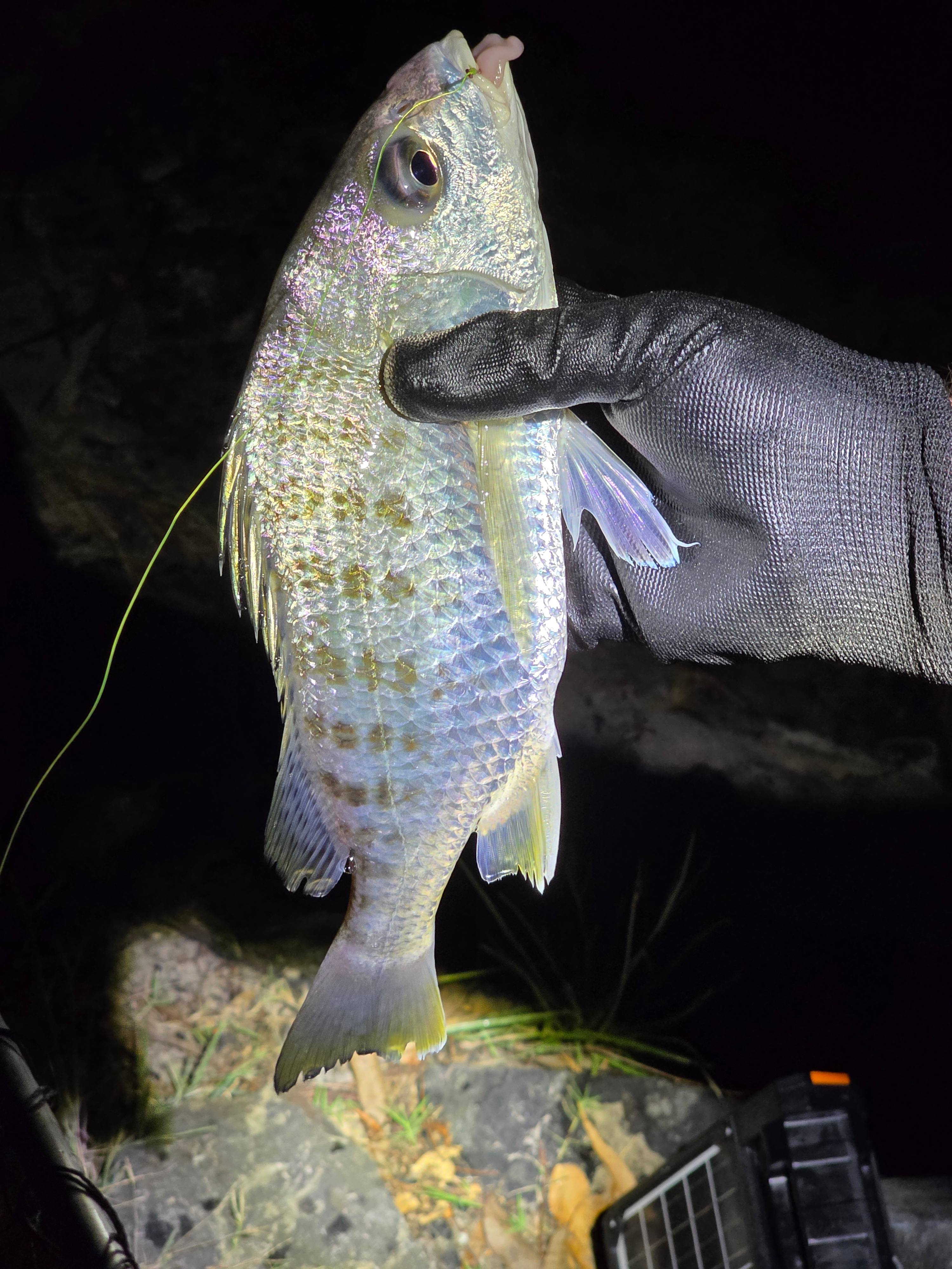 Rosgrow Farm Camping