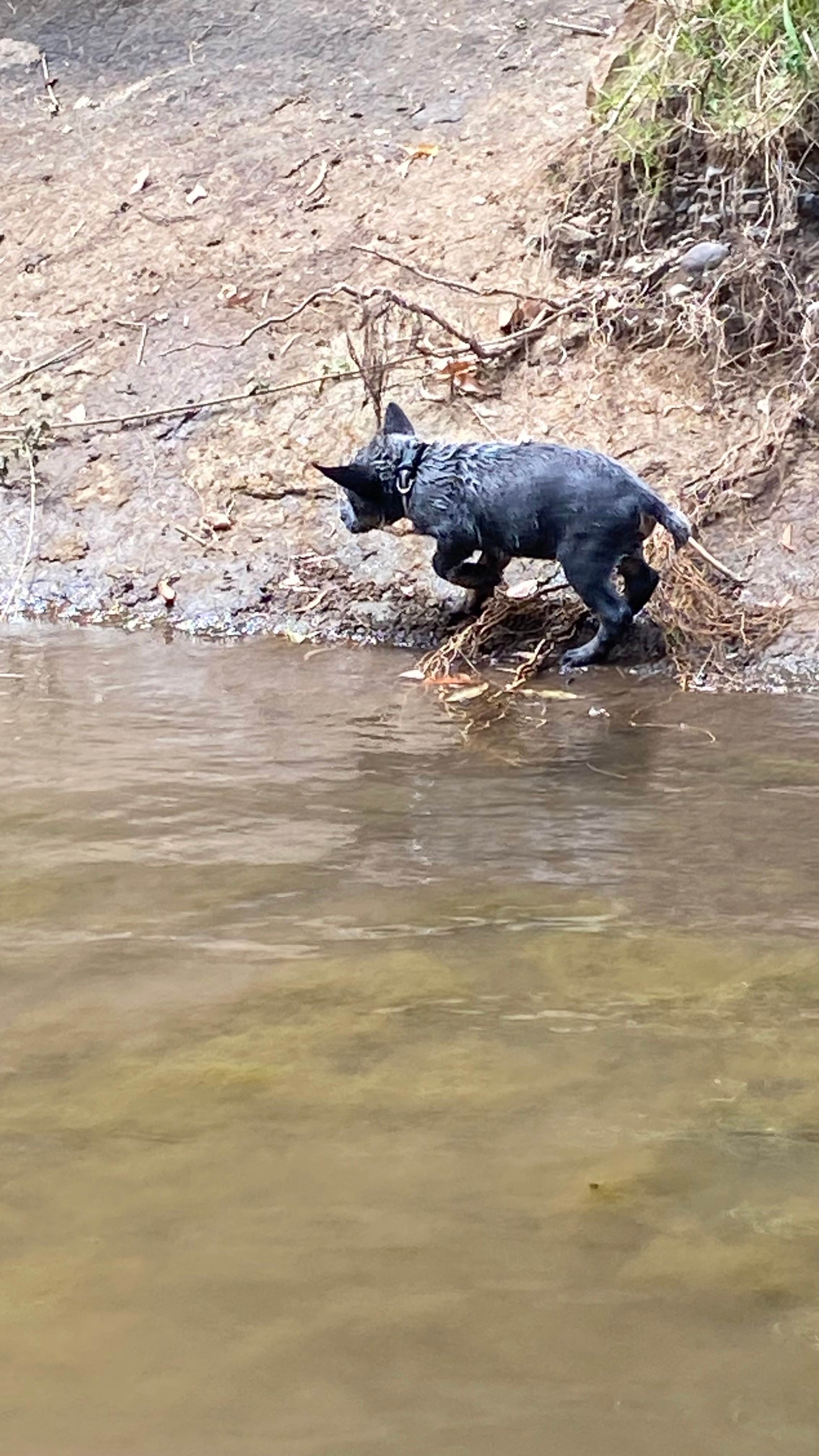 Little bad boy Bandit