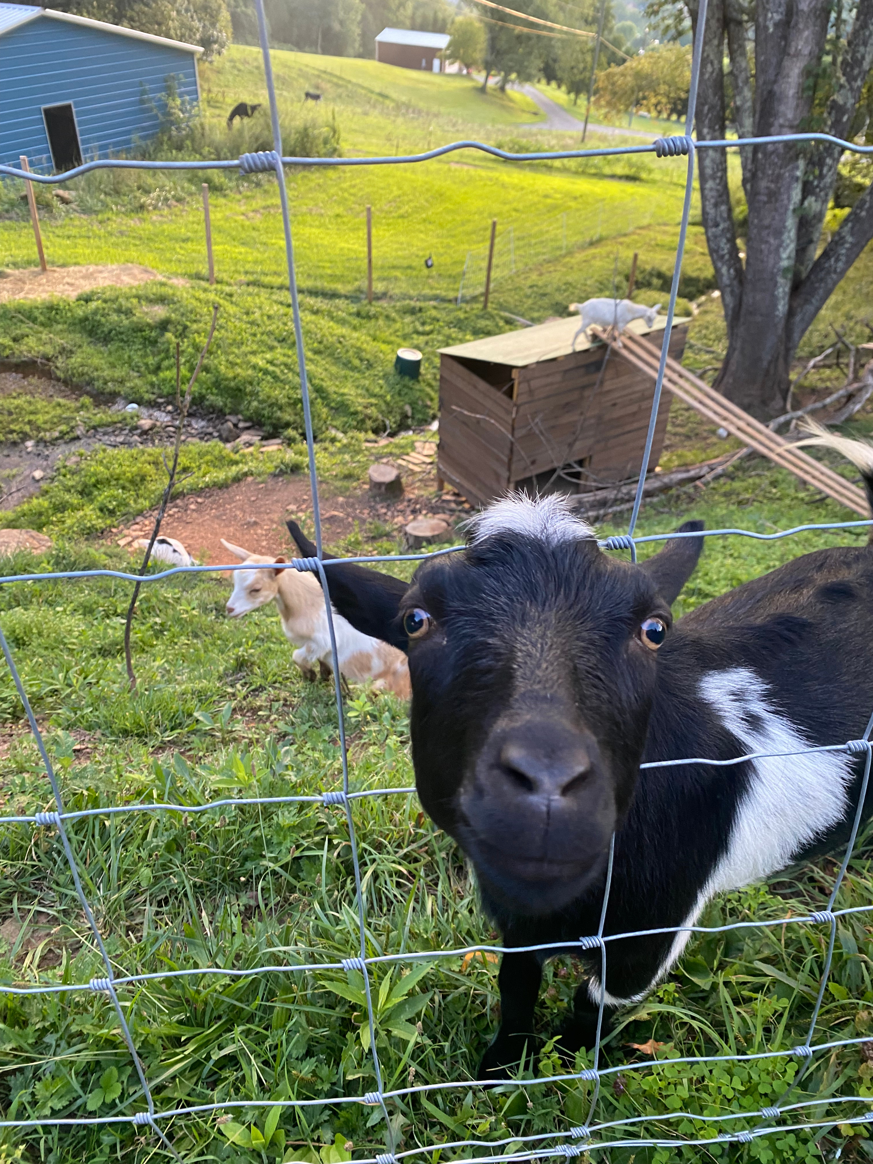 Dewey is the elder goat greeter.