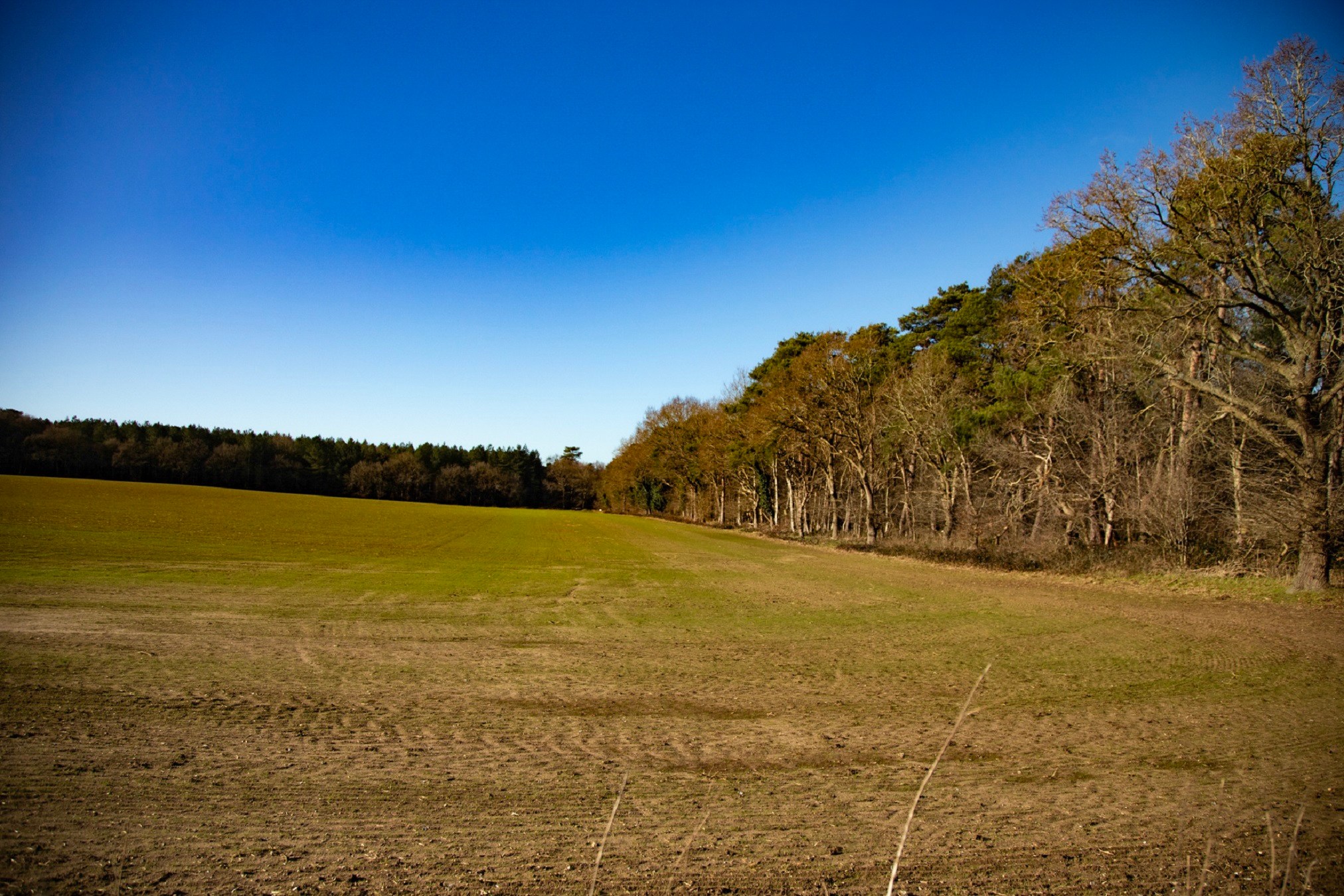 Go Wild Camping & Glamping Thetford