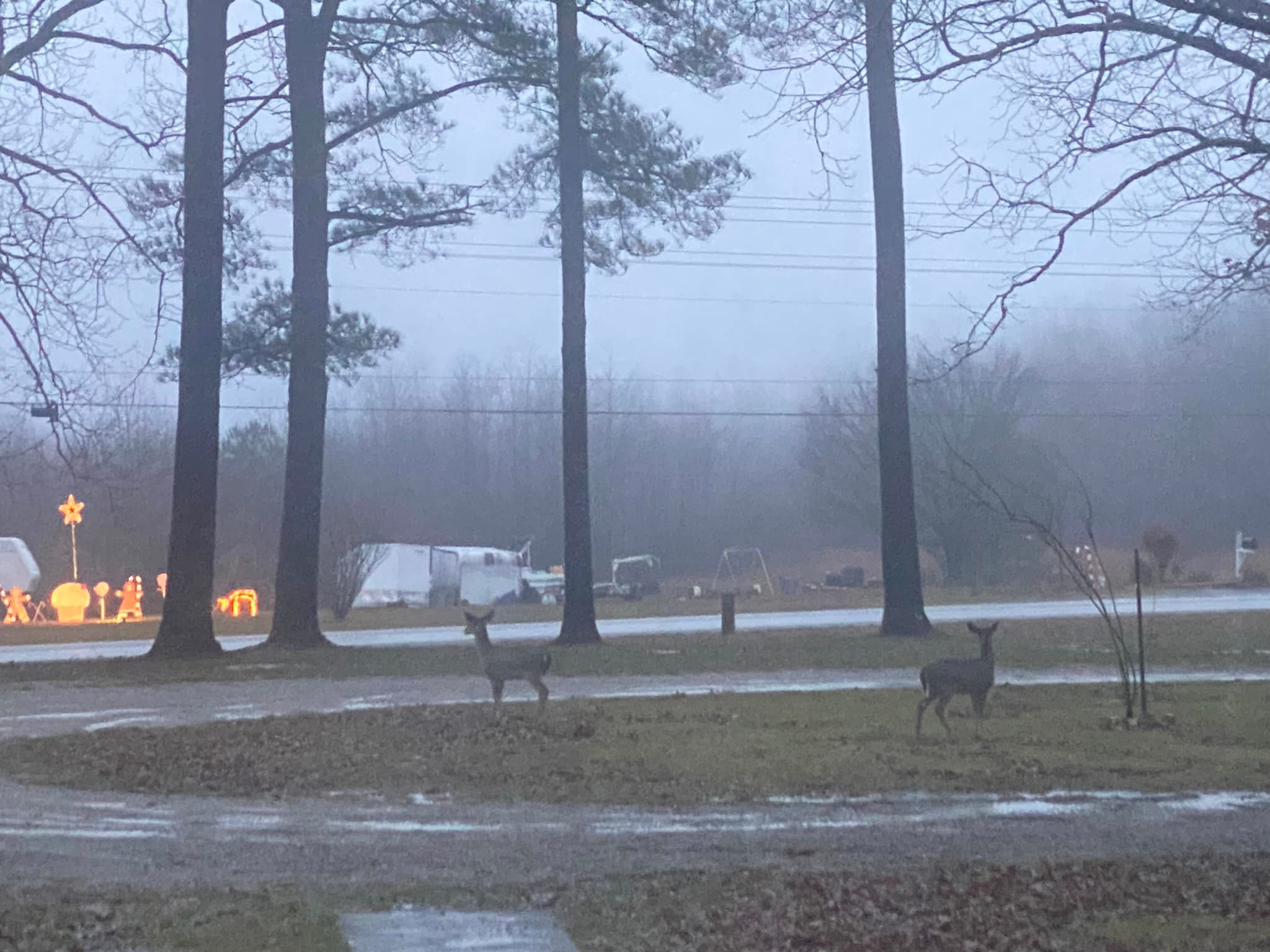 Deer right in the middle of my driveway!
