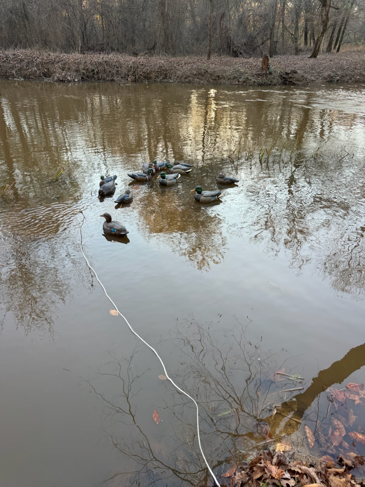 Wolf River Headwaters