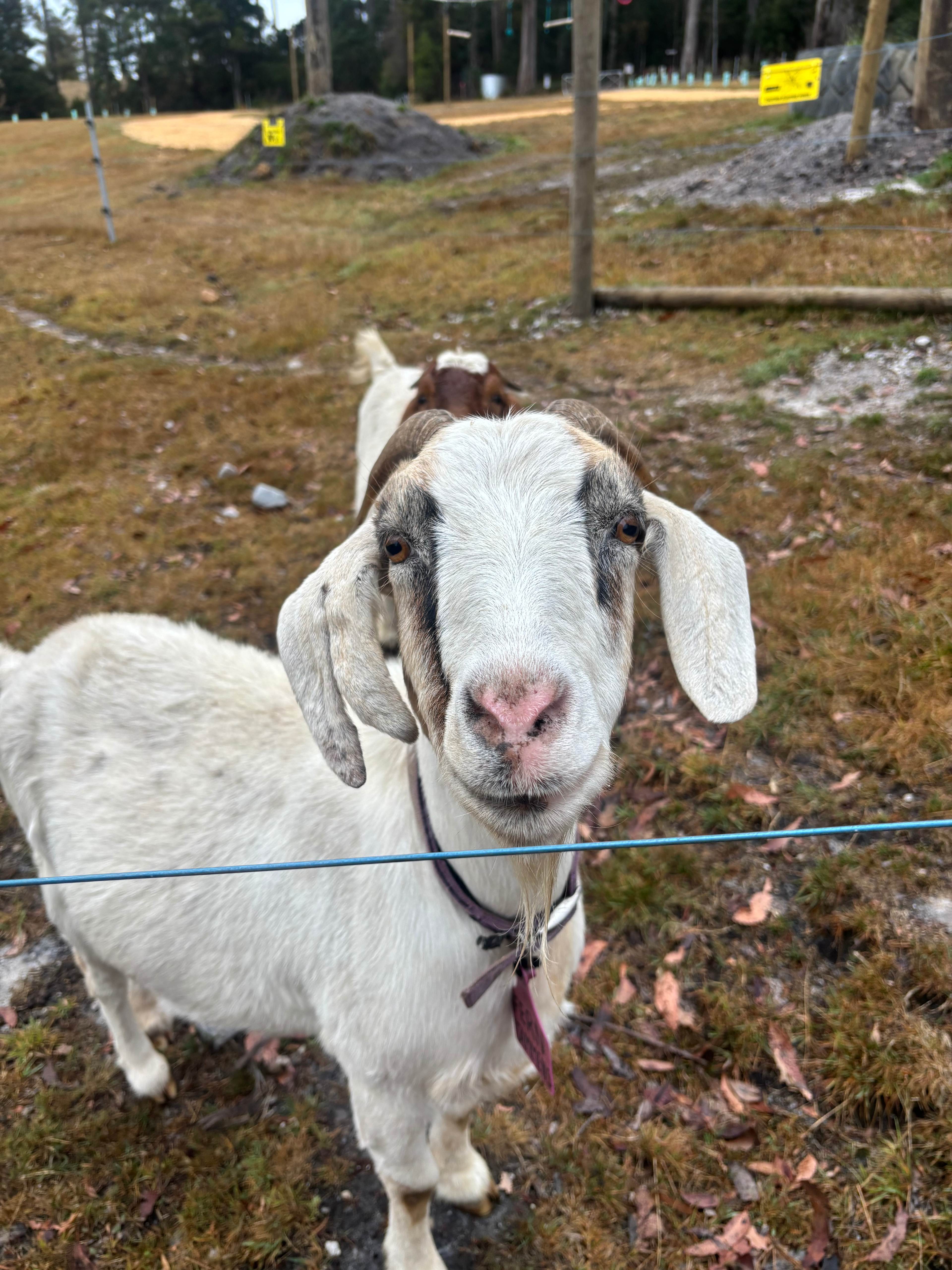 Inglis River Caravan and Camping