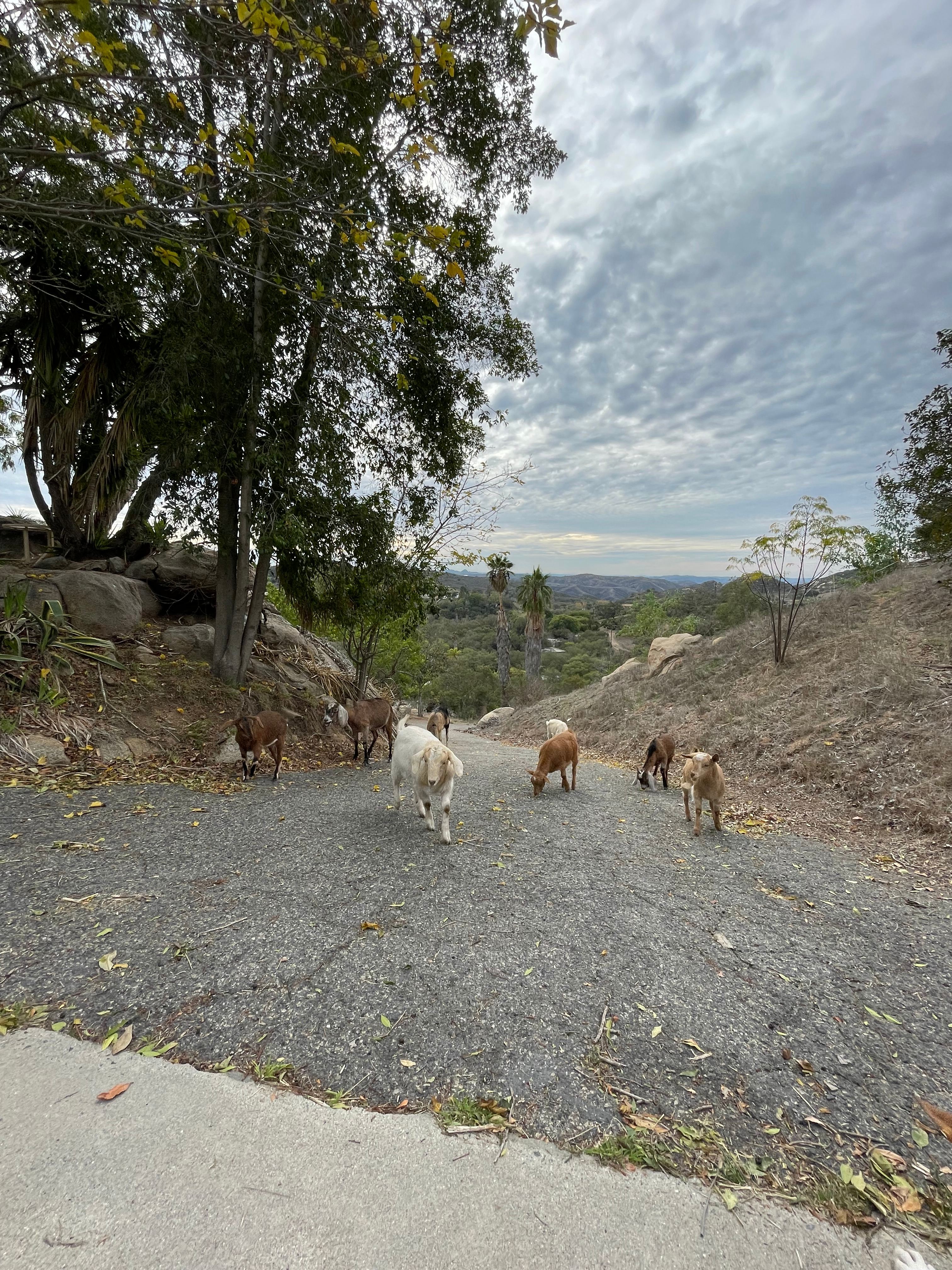 Secluded De Luz Goat Ranch