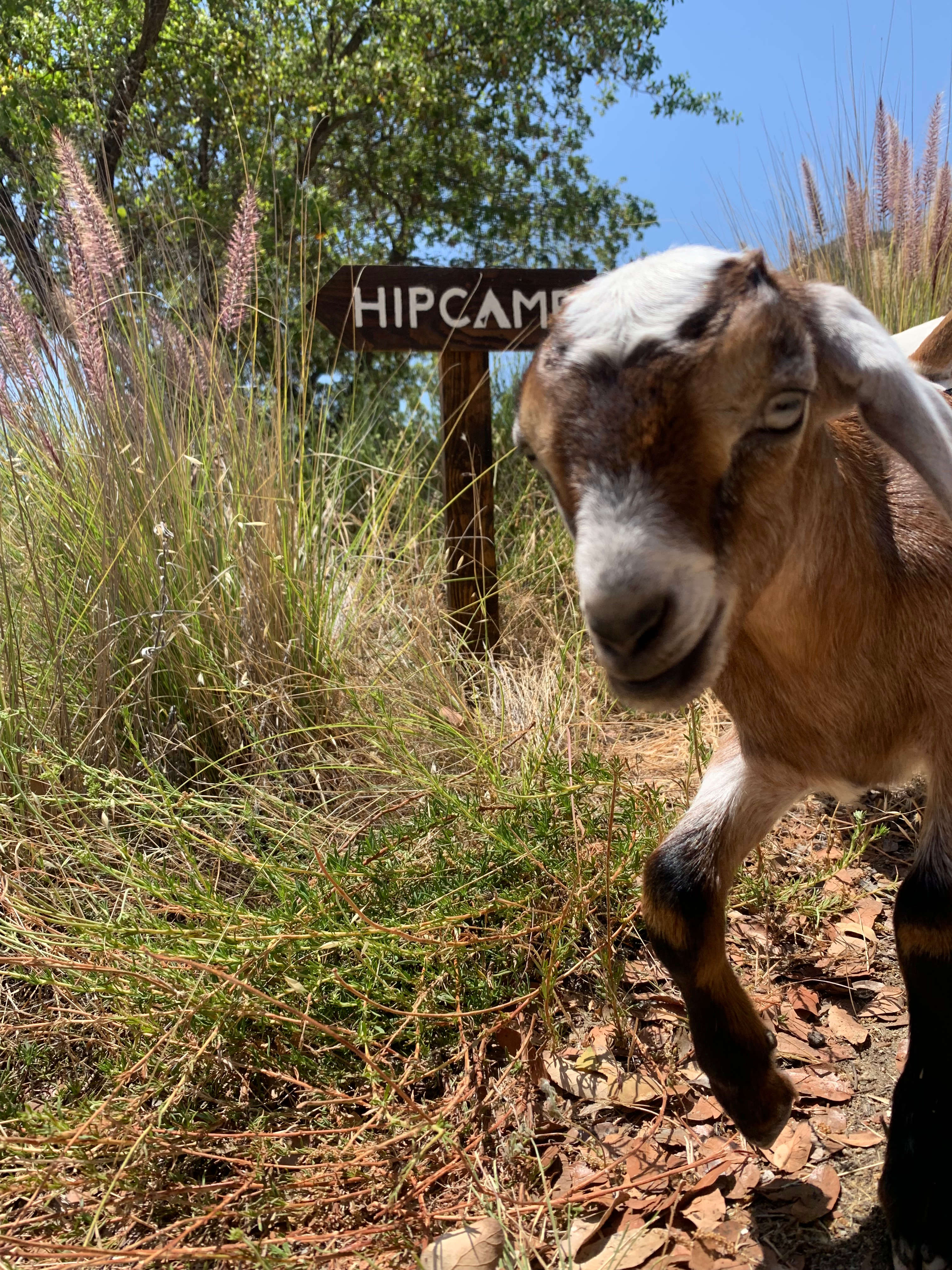 Secluded De Luz Goat Ranch