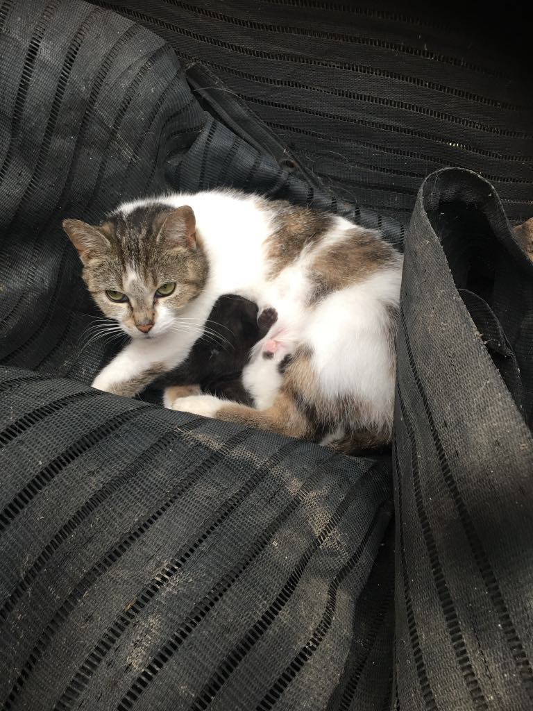 Rowley's Saugeen River Adv. Acres