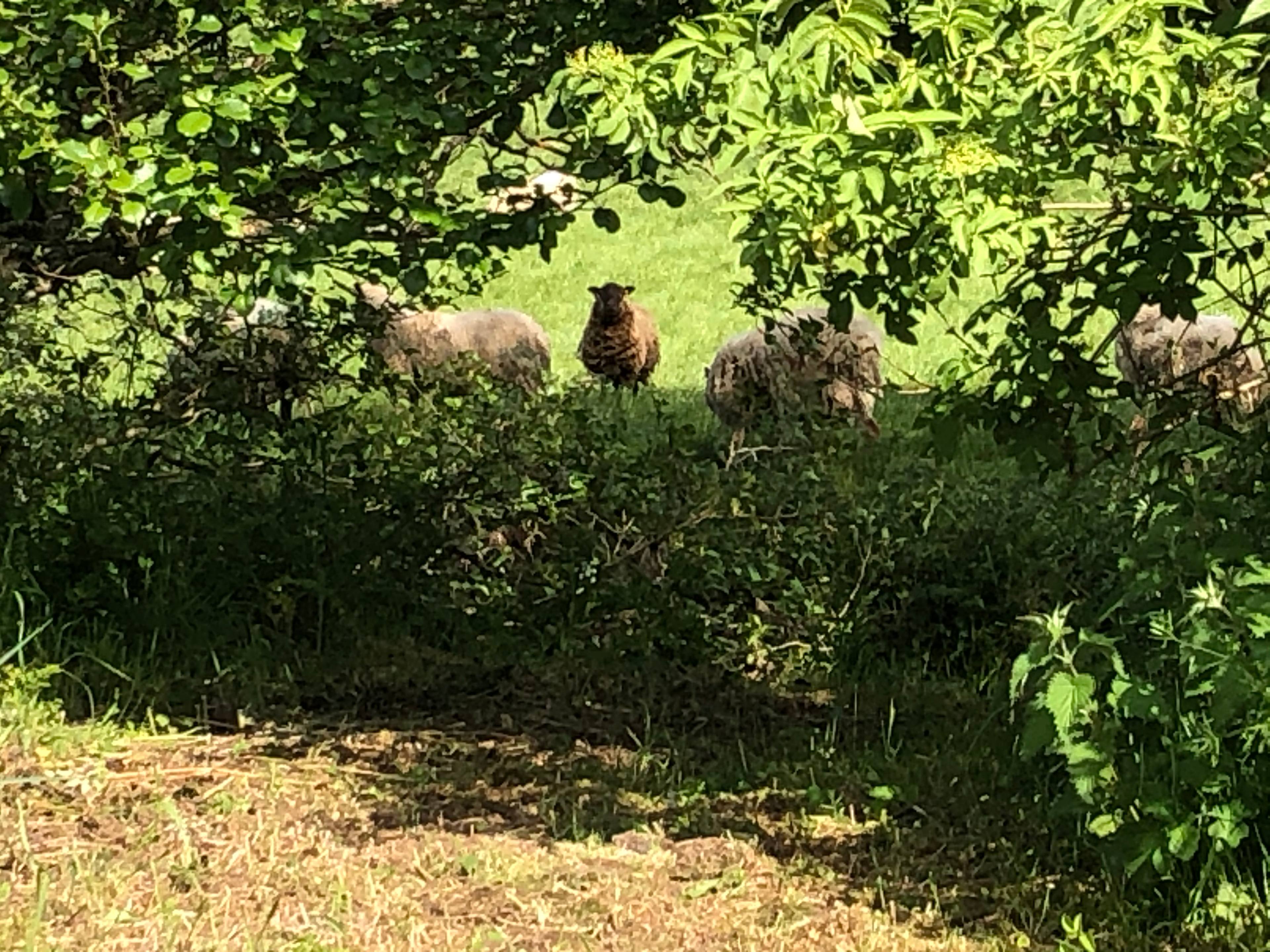 Wild About Campers