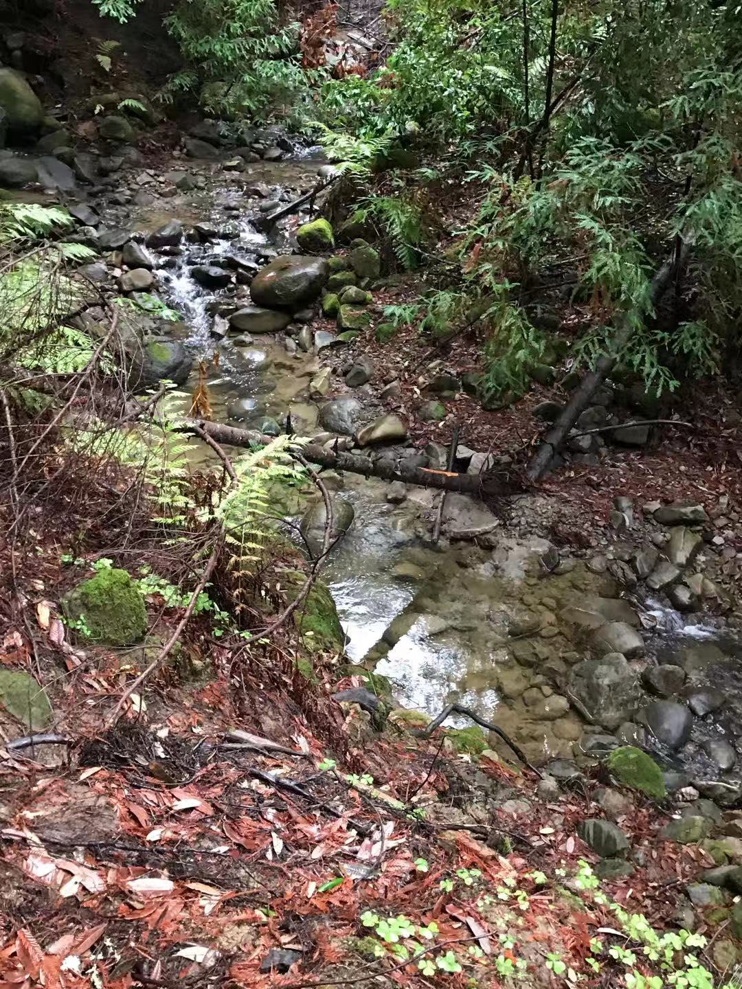 Amaya Creek Redwood Campground