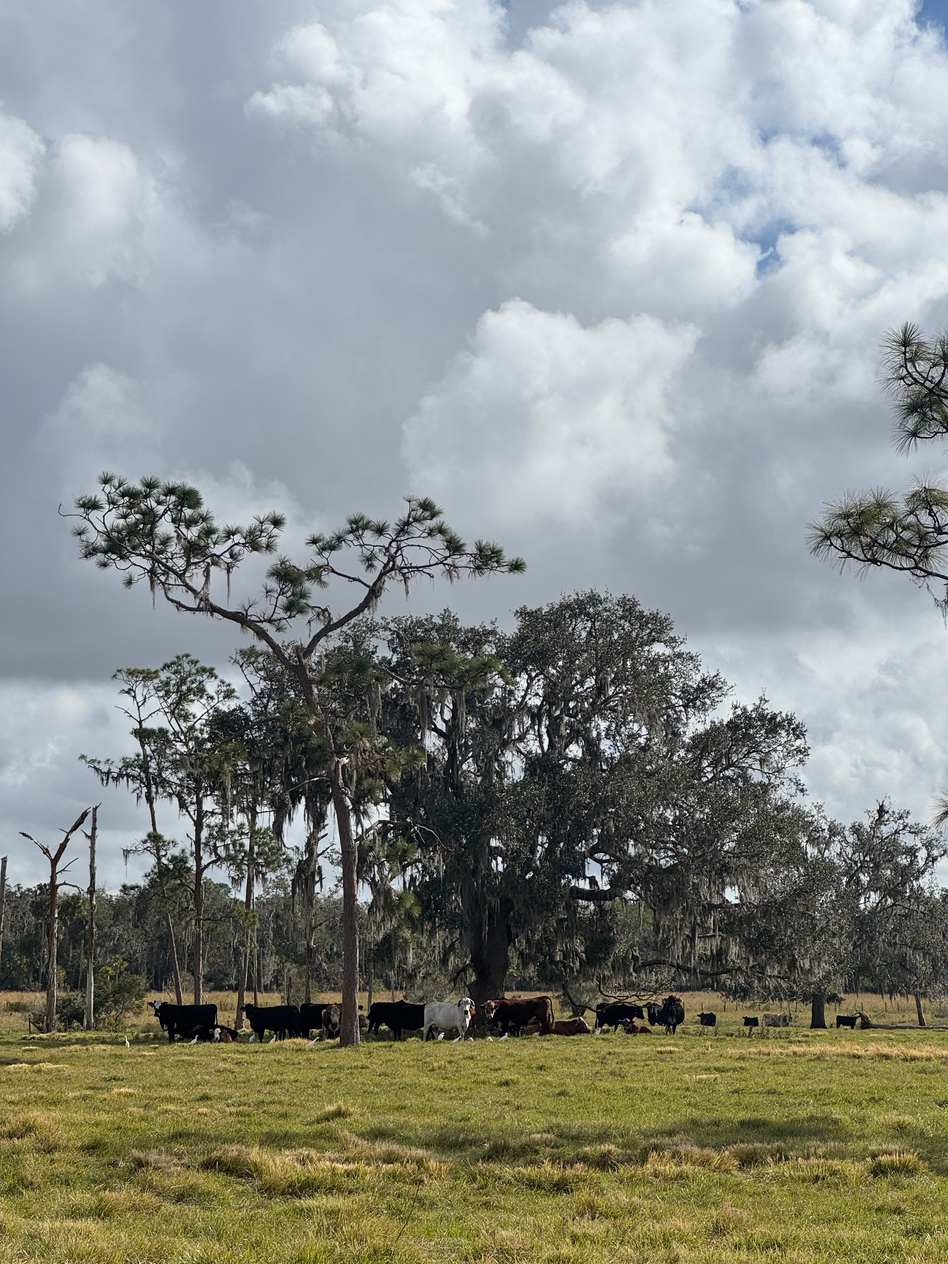 Oak Creek Preserve Camping & Cattle