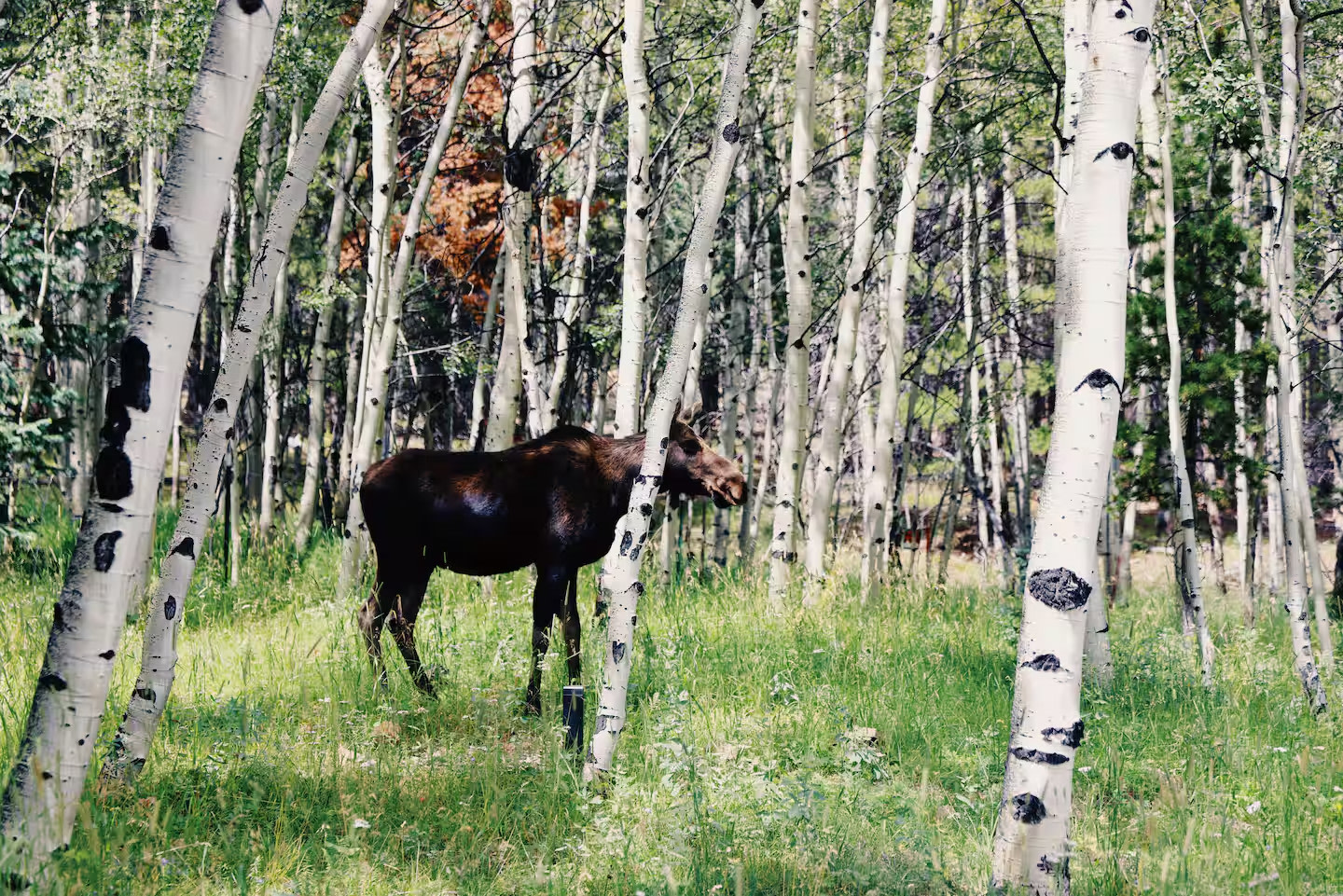 Aspen Forest in Evergreen Colorado