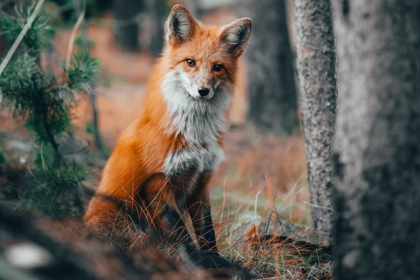 Aspen Forest in Evergreen Colorado