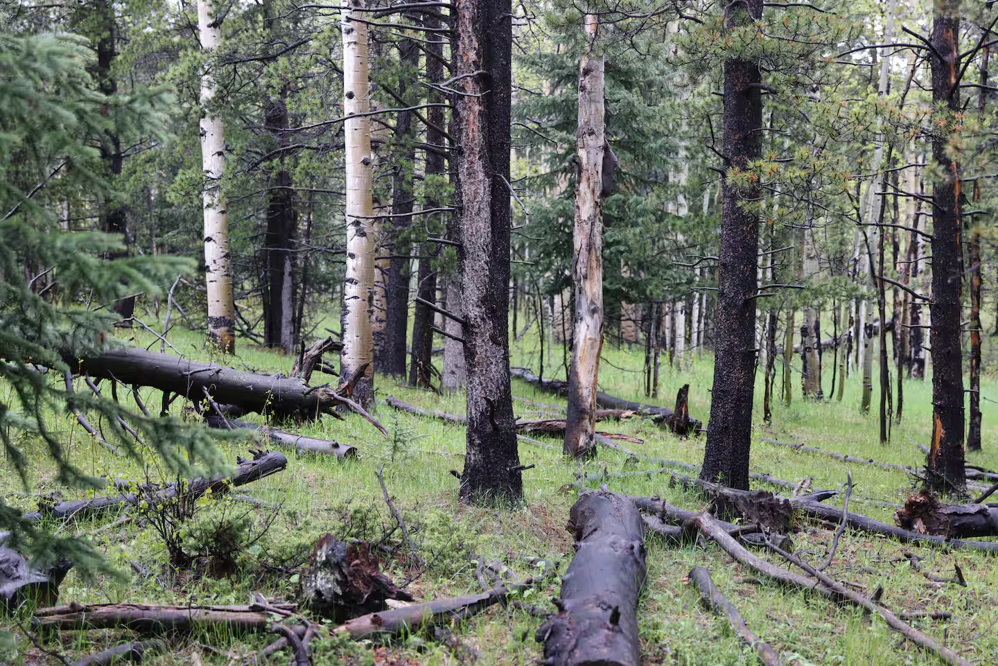 Aspen Forest in Evergreen Colorado