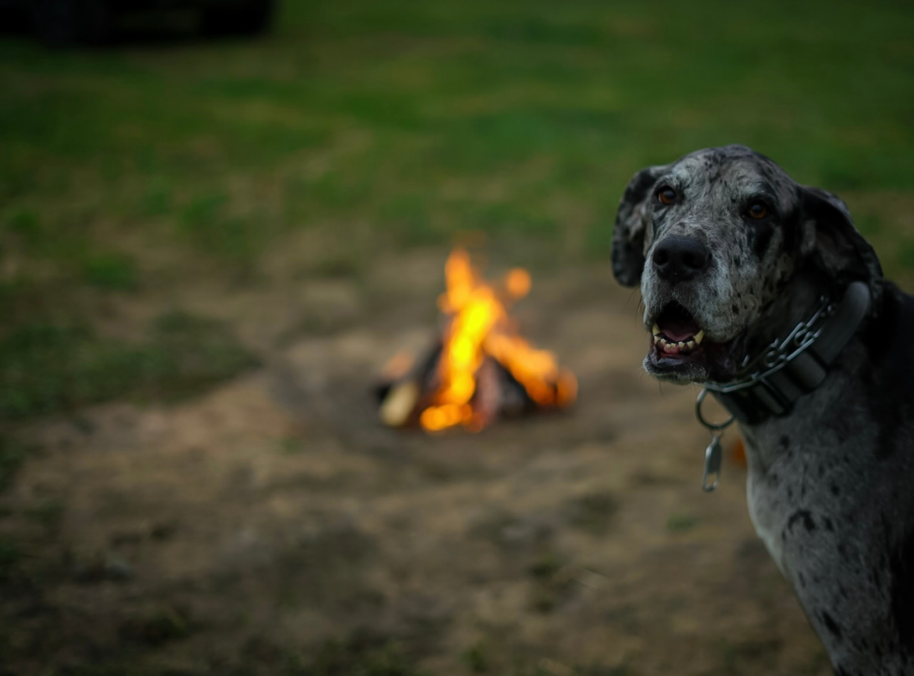 The Meadows at Poplar Creek