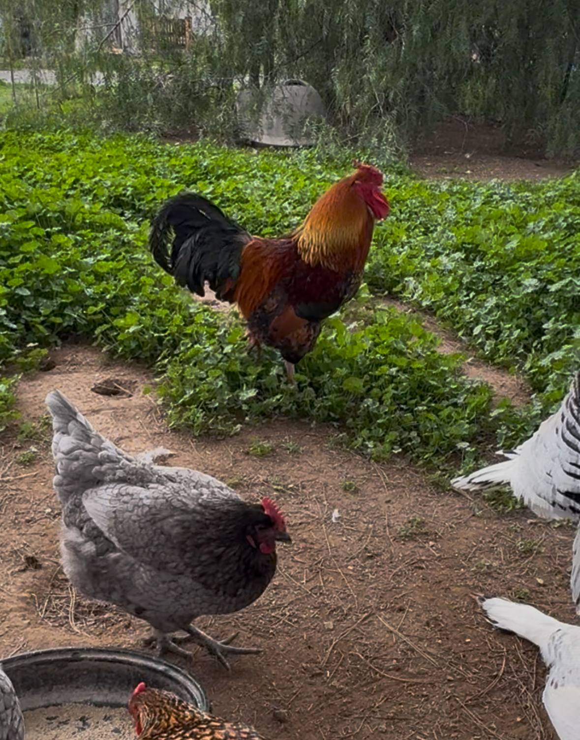 The Eyrie Farm