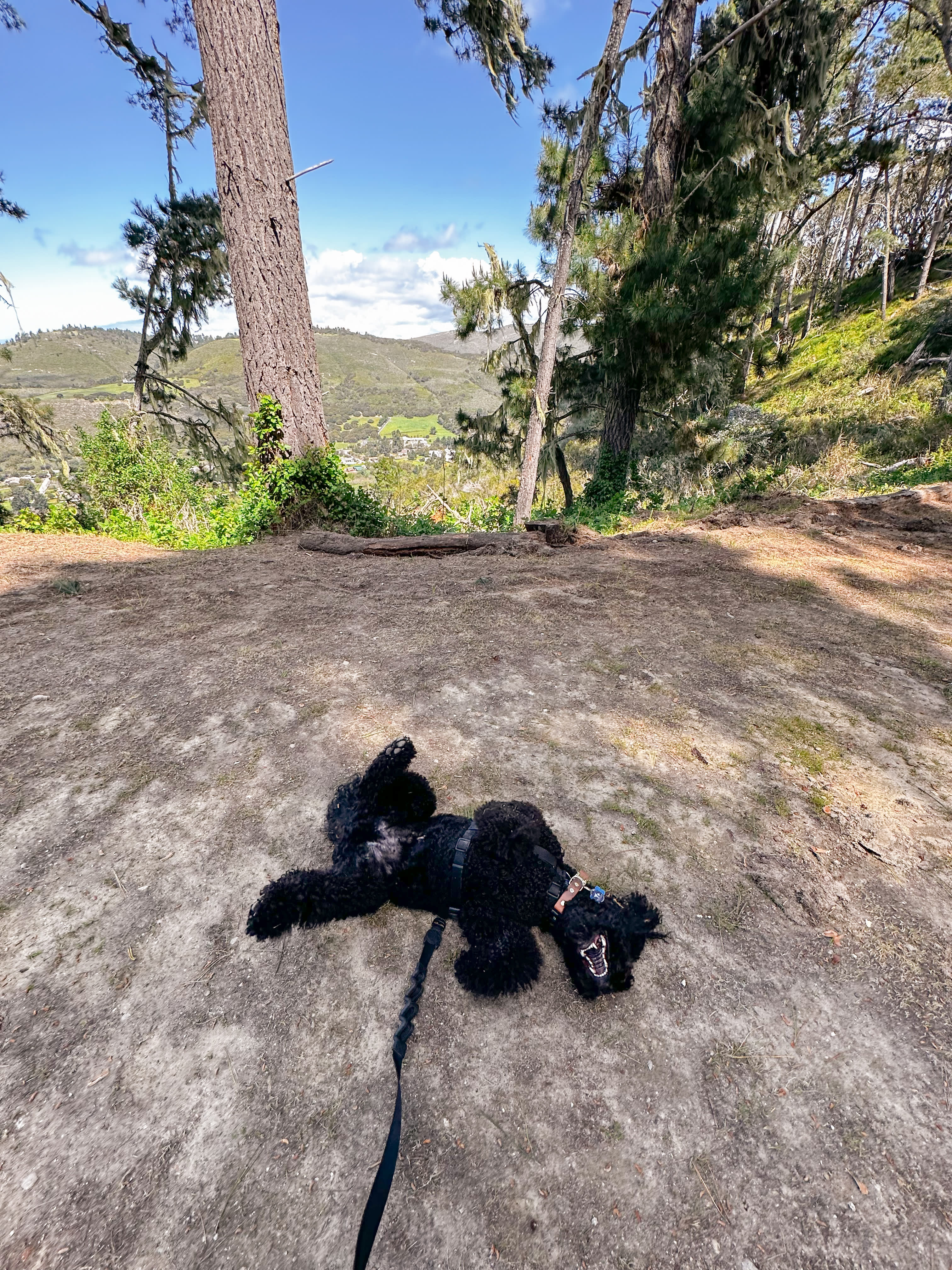 Happy pup on the trail!