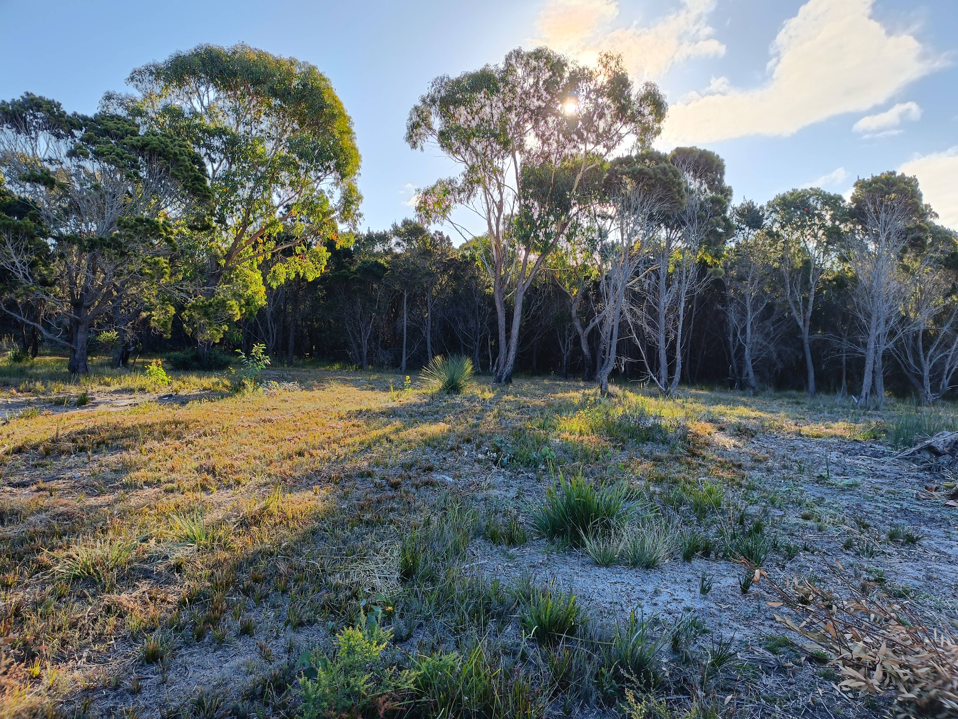 Sheoak Woodland By The Sea