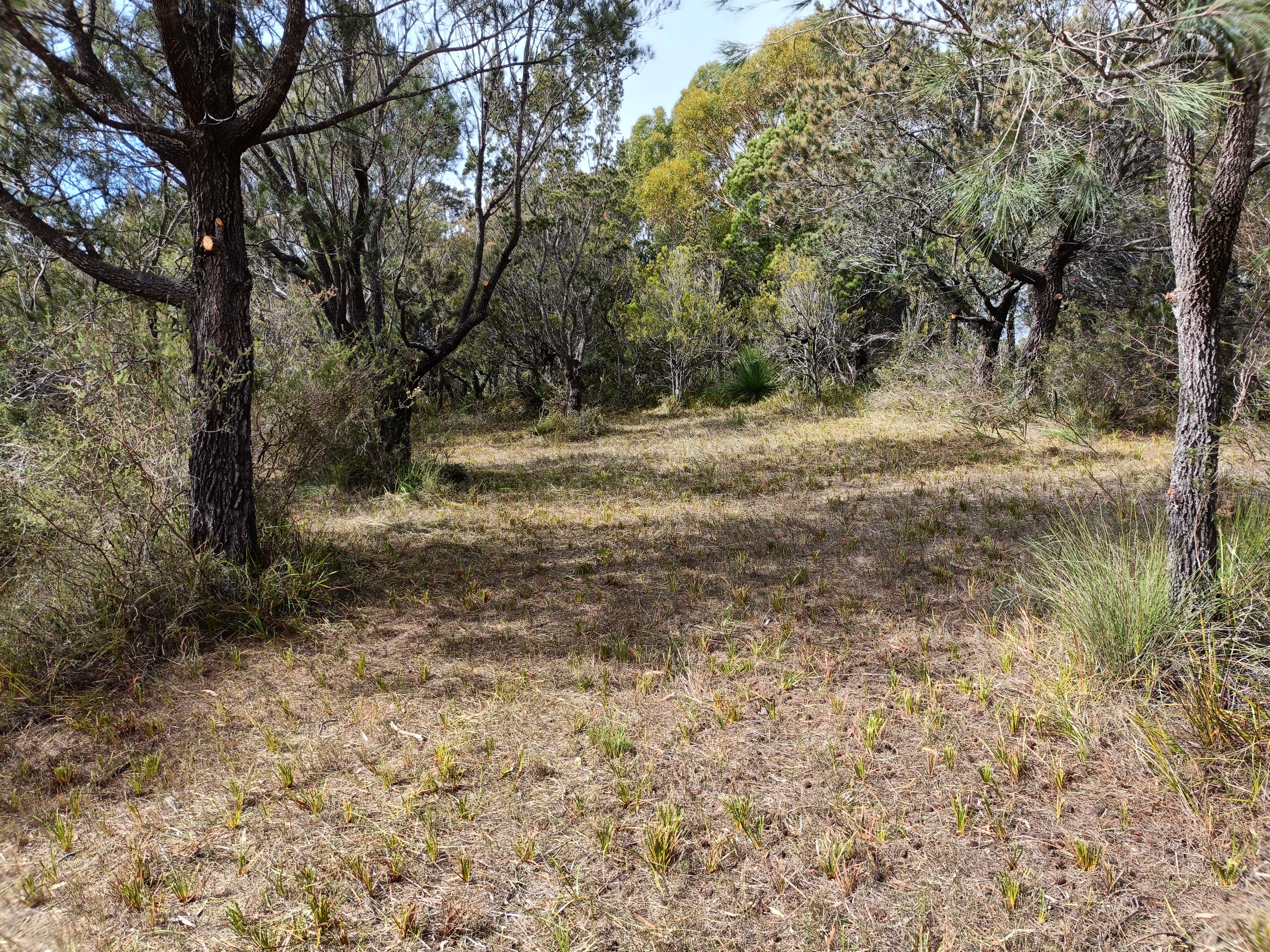 Sheoak Woodland By The Sea