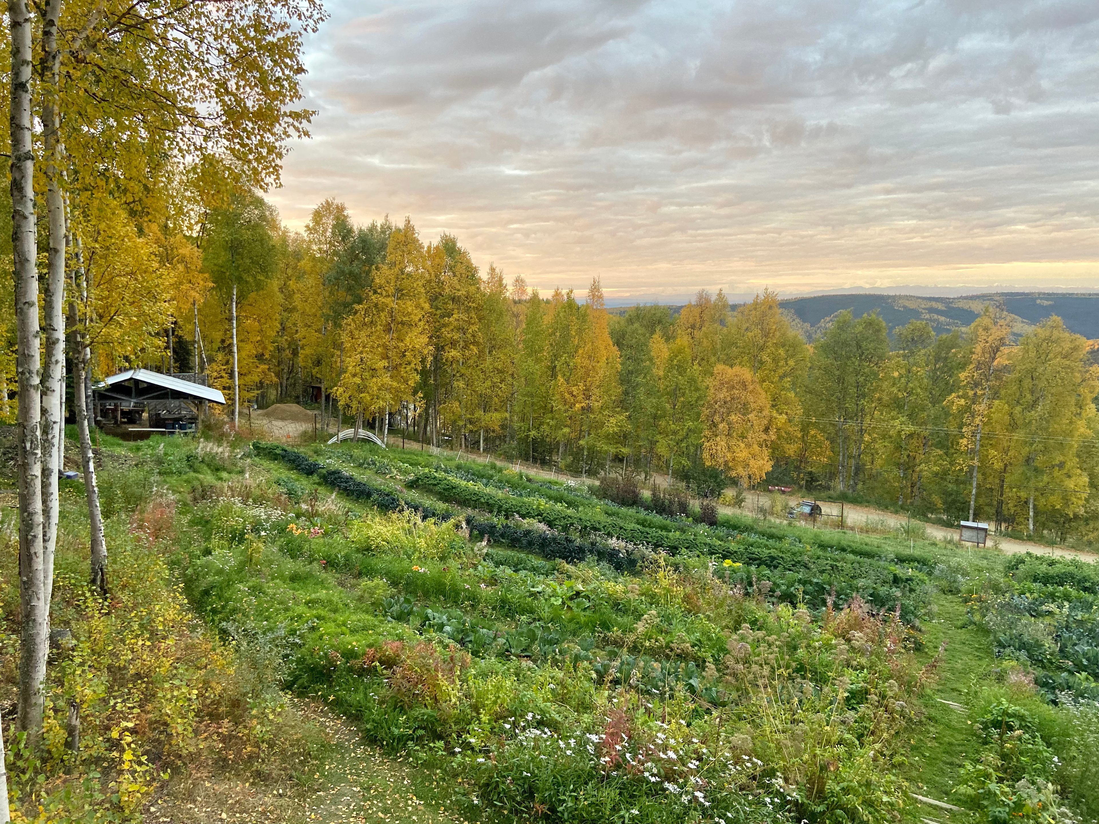 The Yurt At Calypso Farm