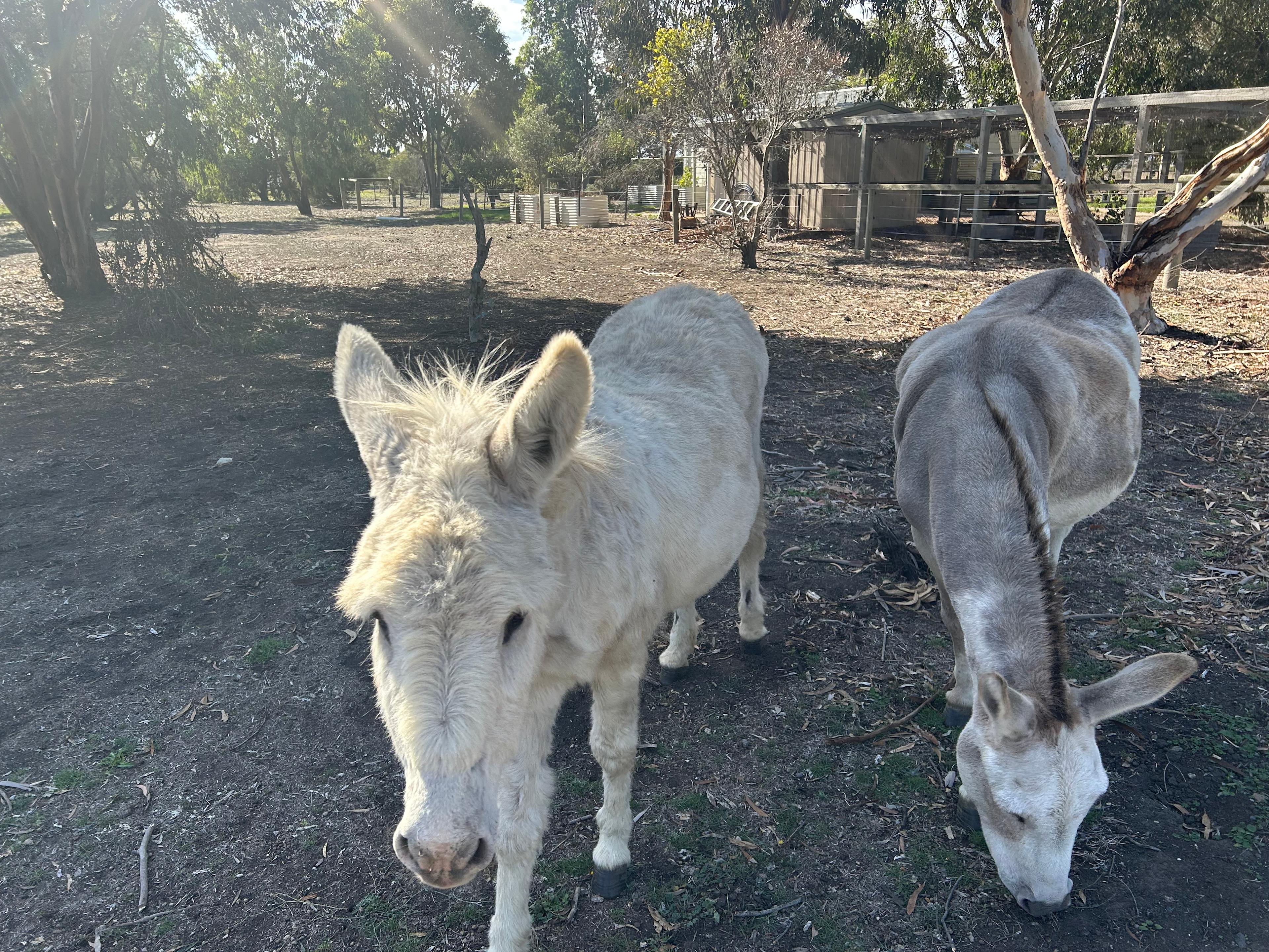 Reedy Lakes Farm Stay