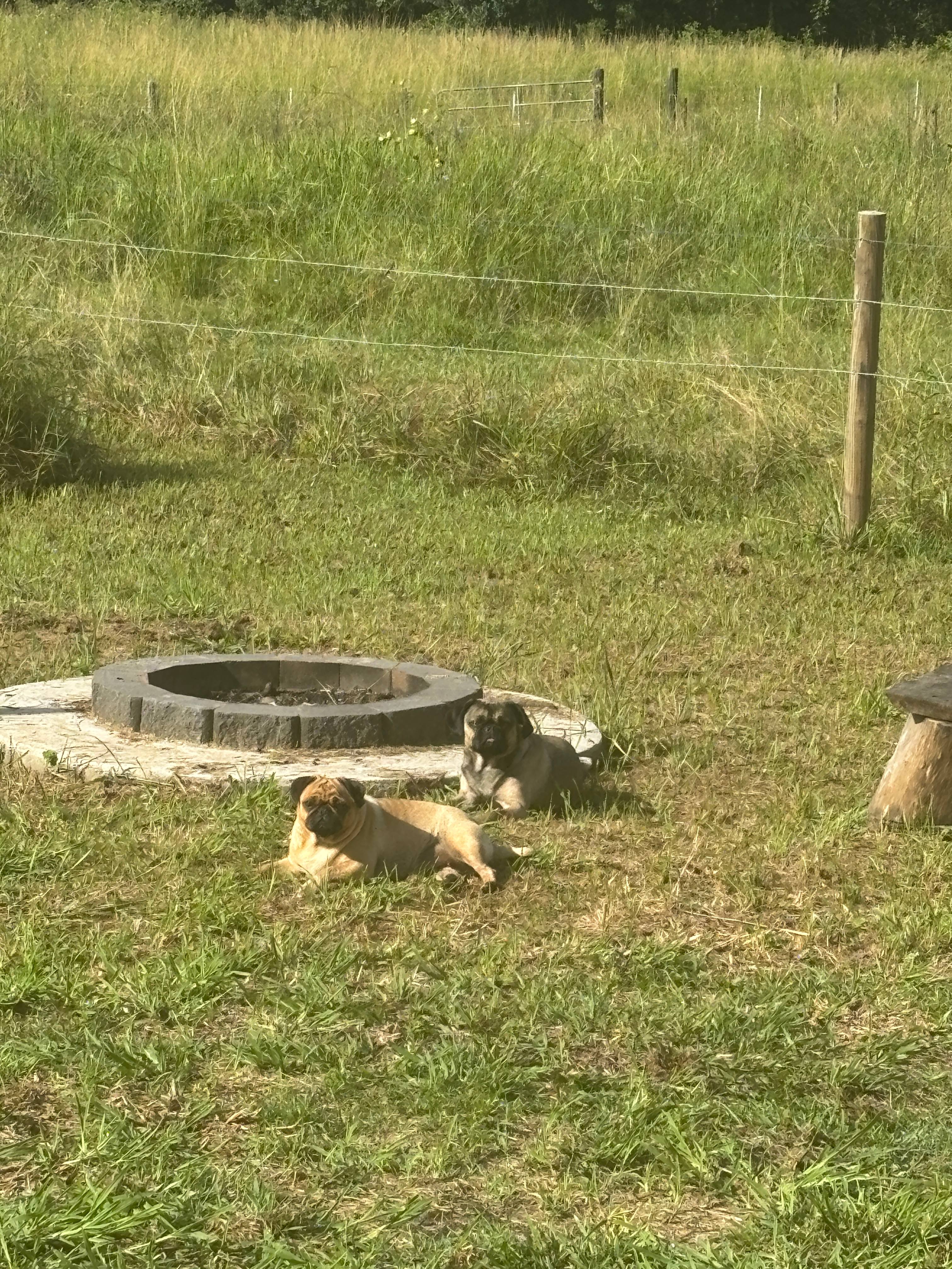 Bee Farm Off-Grid Tiny Home Stay