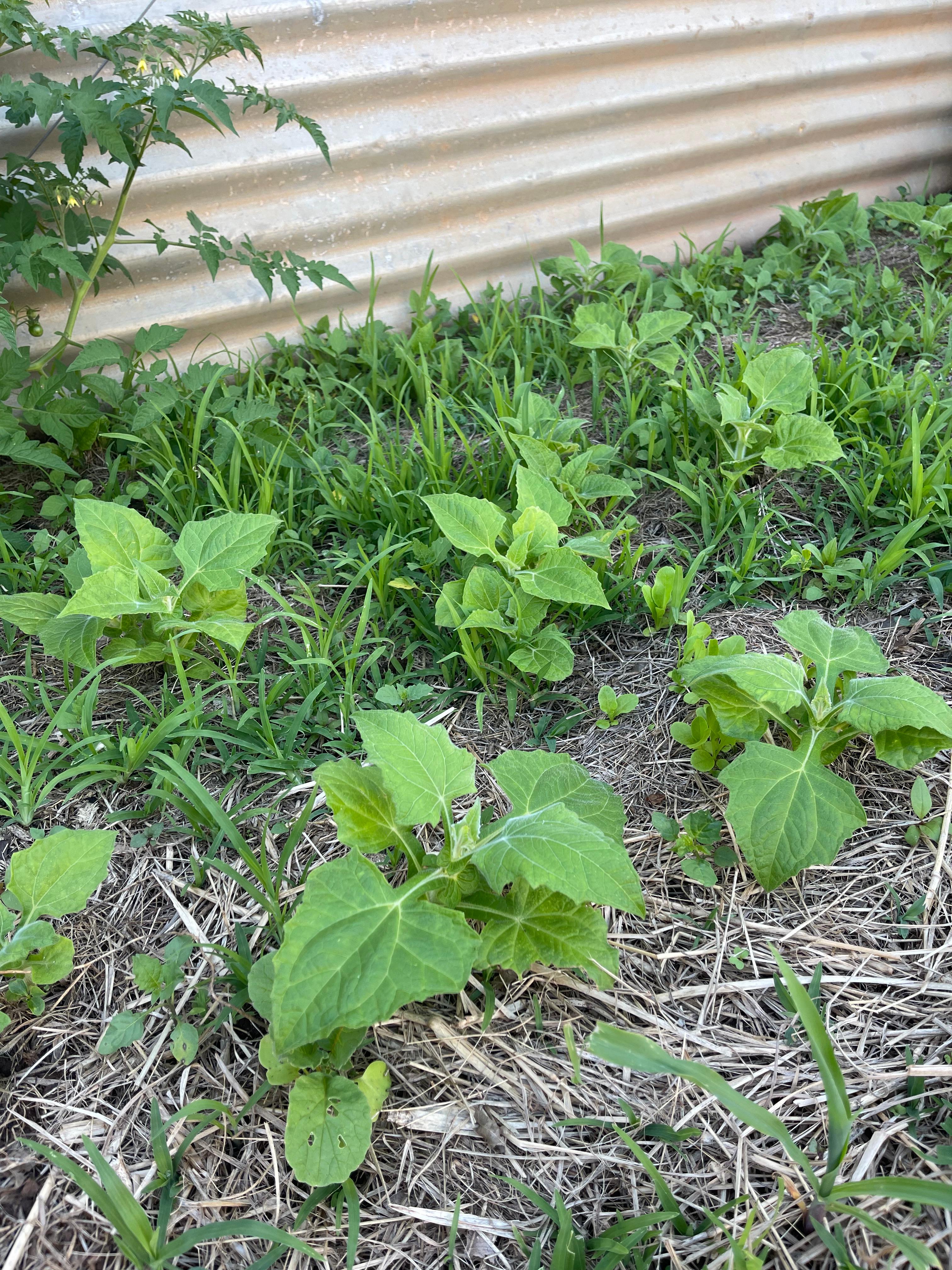 Garden Of Peace, Health & Vitality