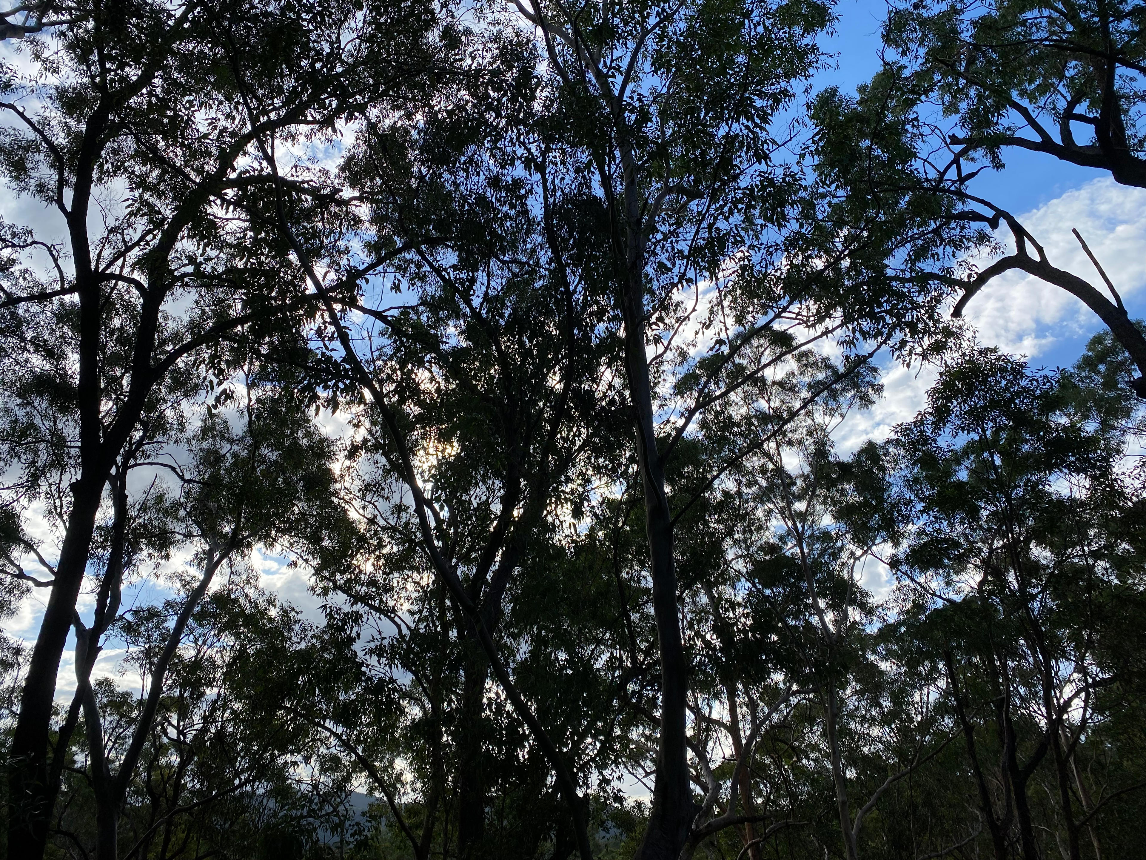 Looking up at the trees
