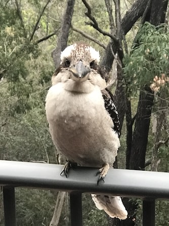 The locals