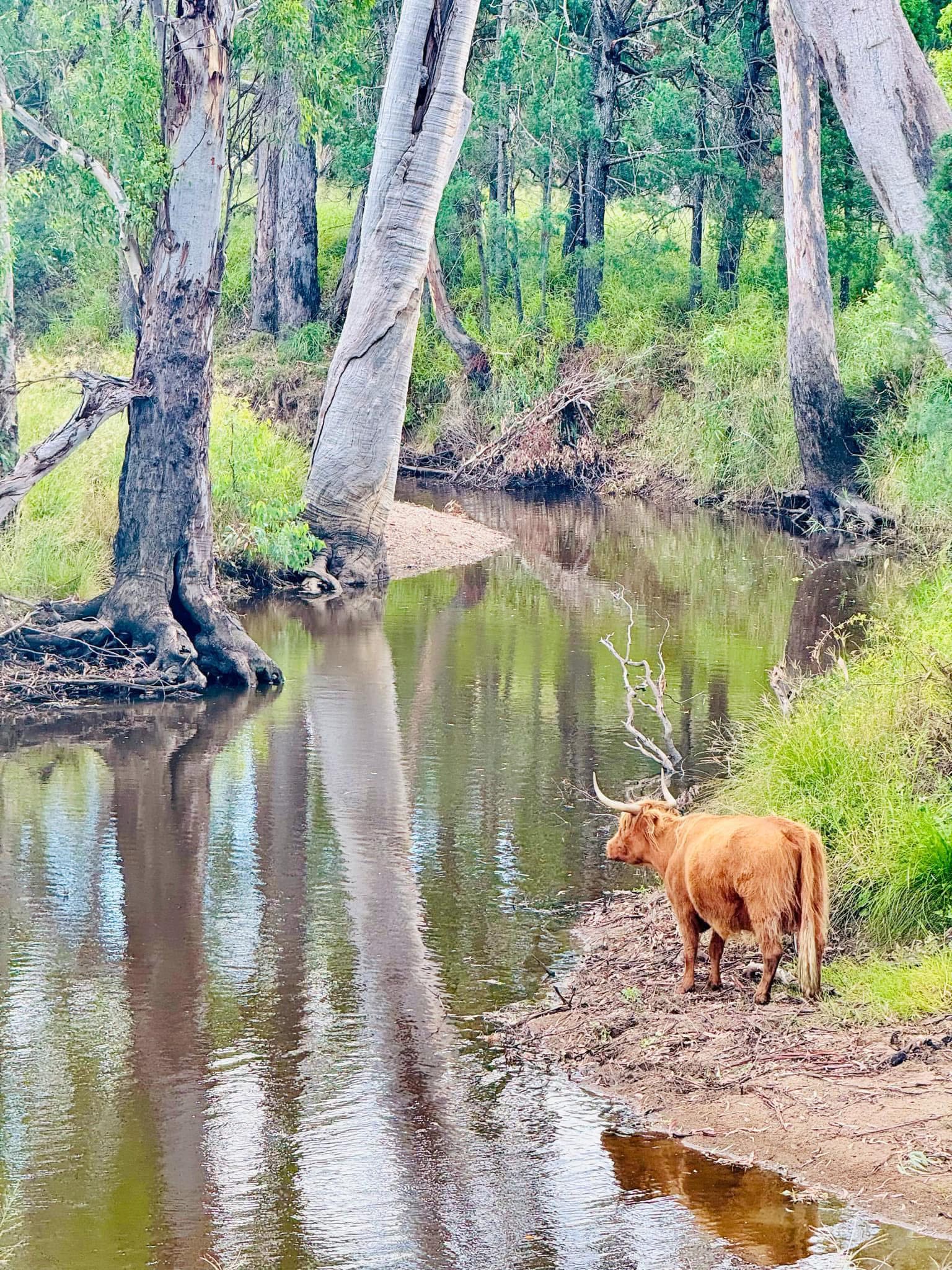Highland Cattle Camping