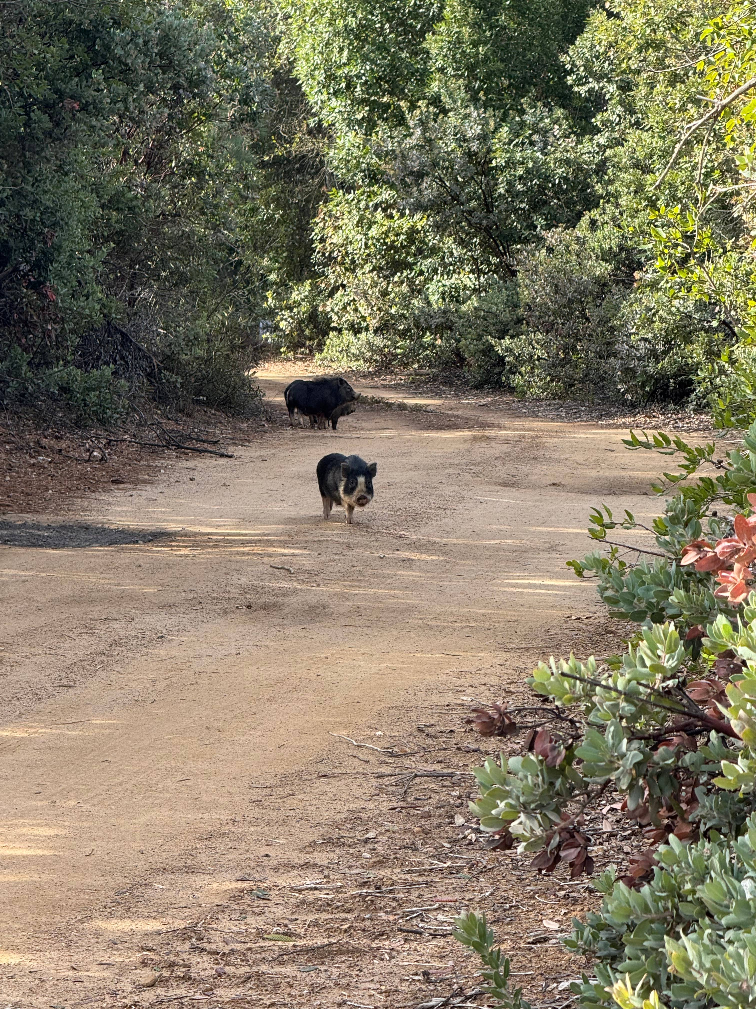 Camp Rewilding