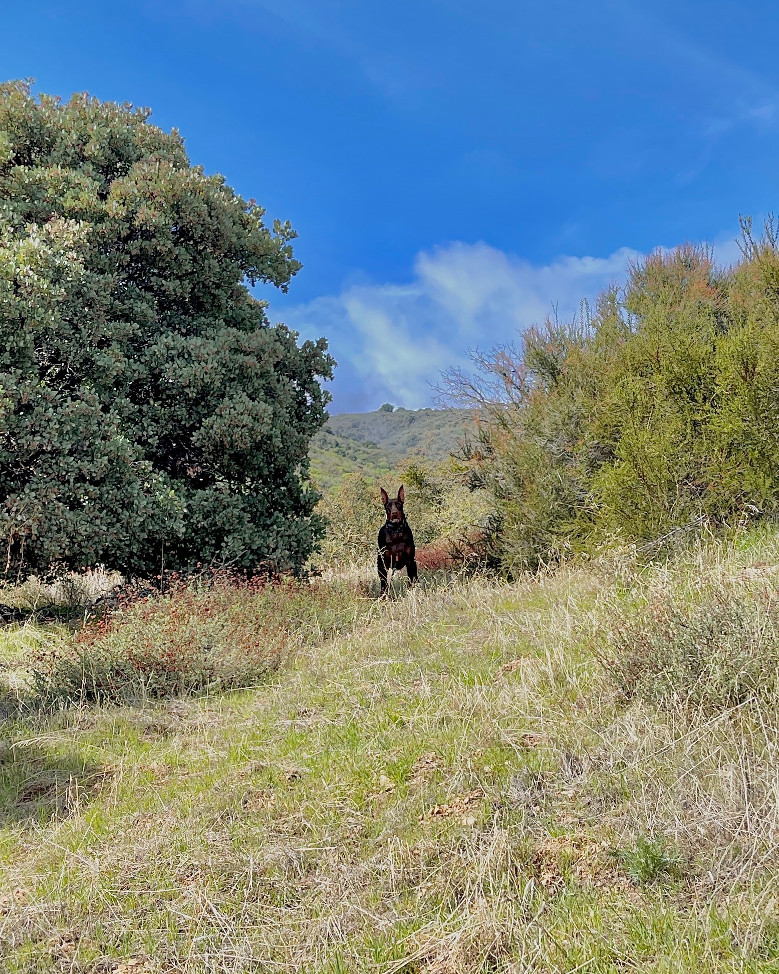 The Hideout - 100+ Acres Oak Trees