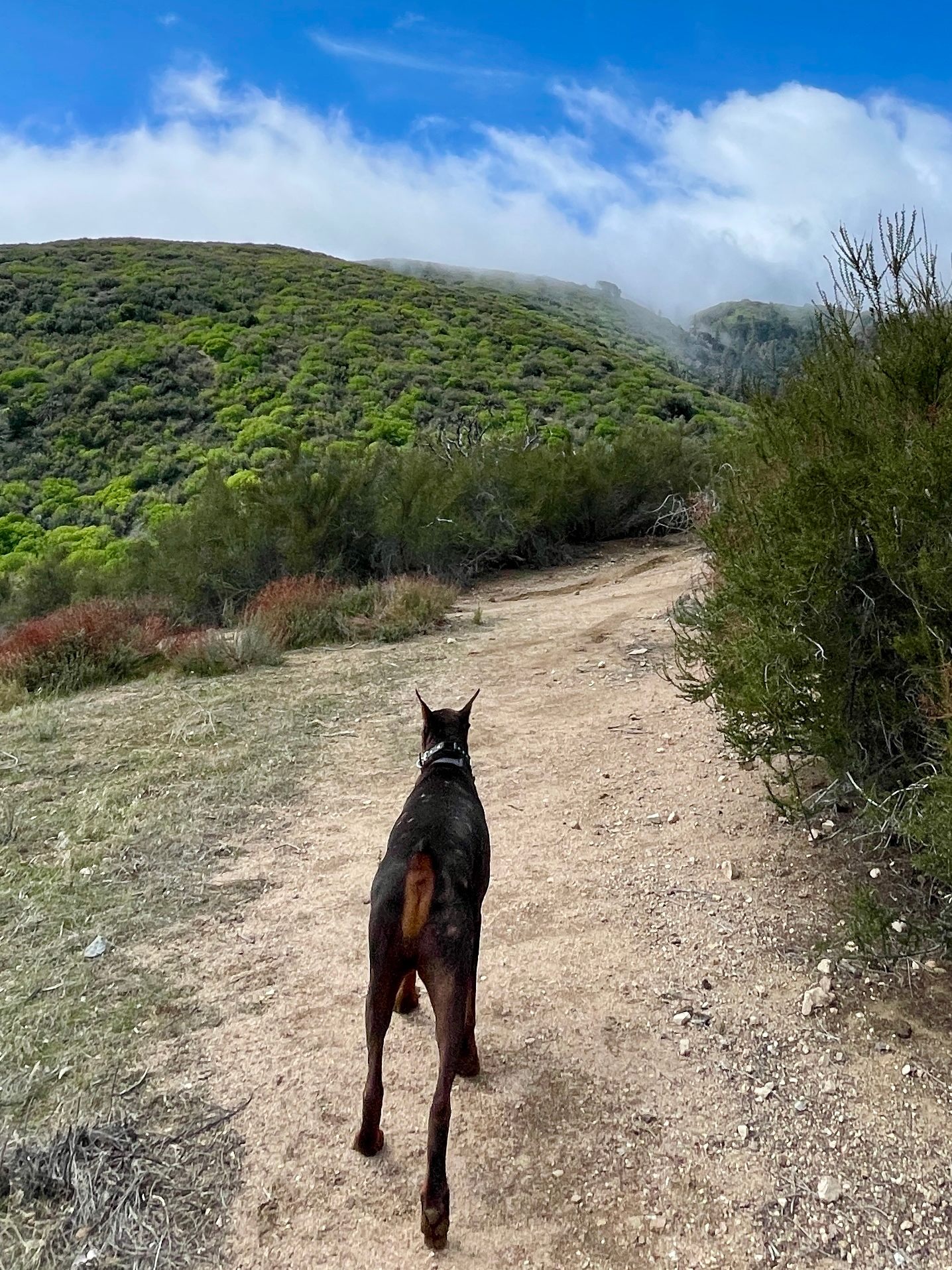 The Hideout - 100+ Acres Oak Trees