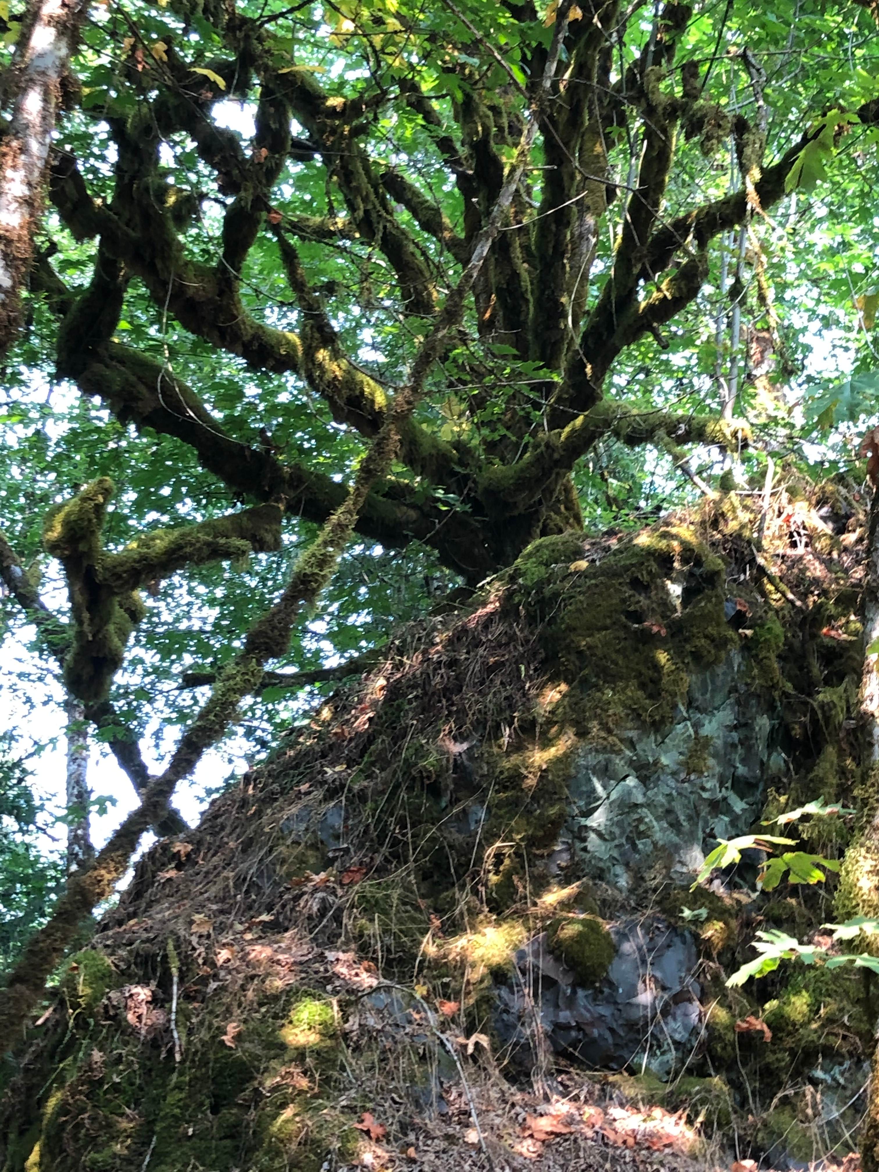 Pitfalls Campground