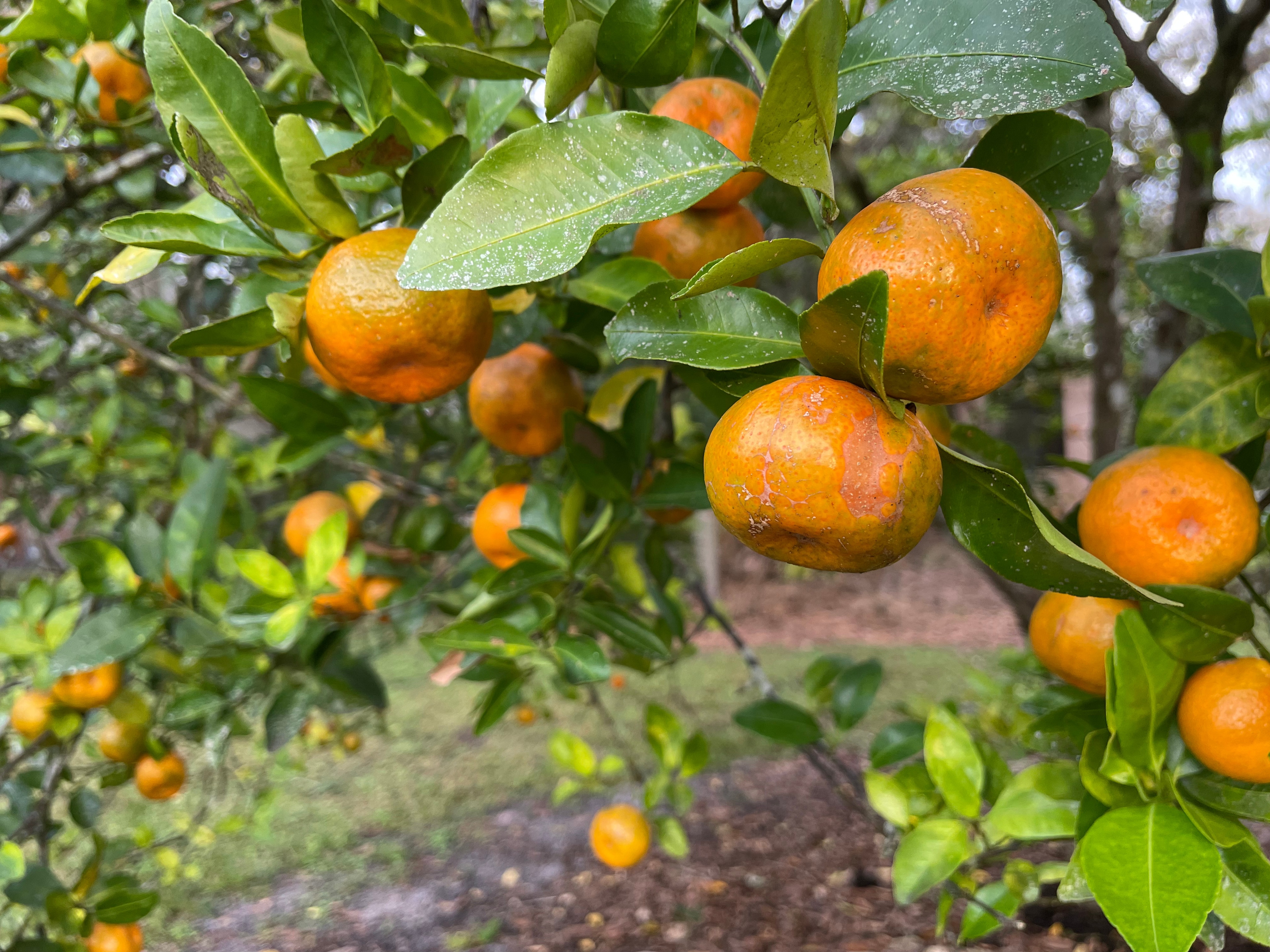 Magical Pond On Flitterbug Farm