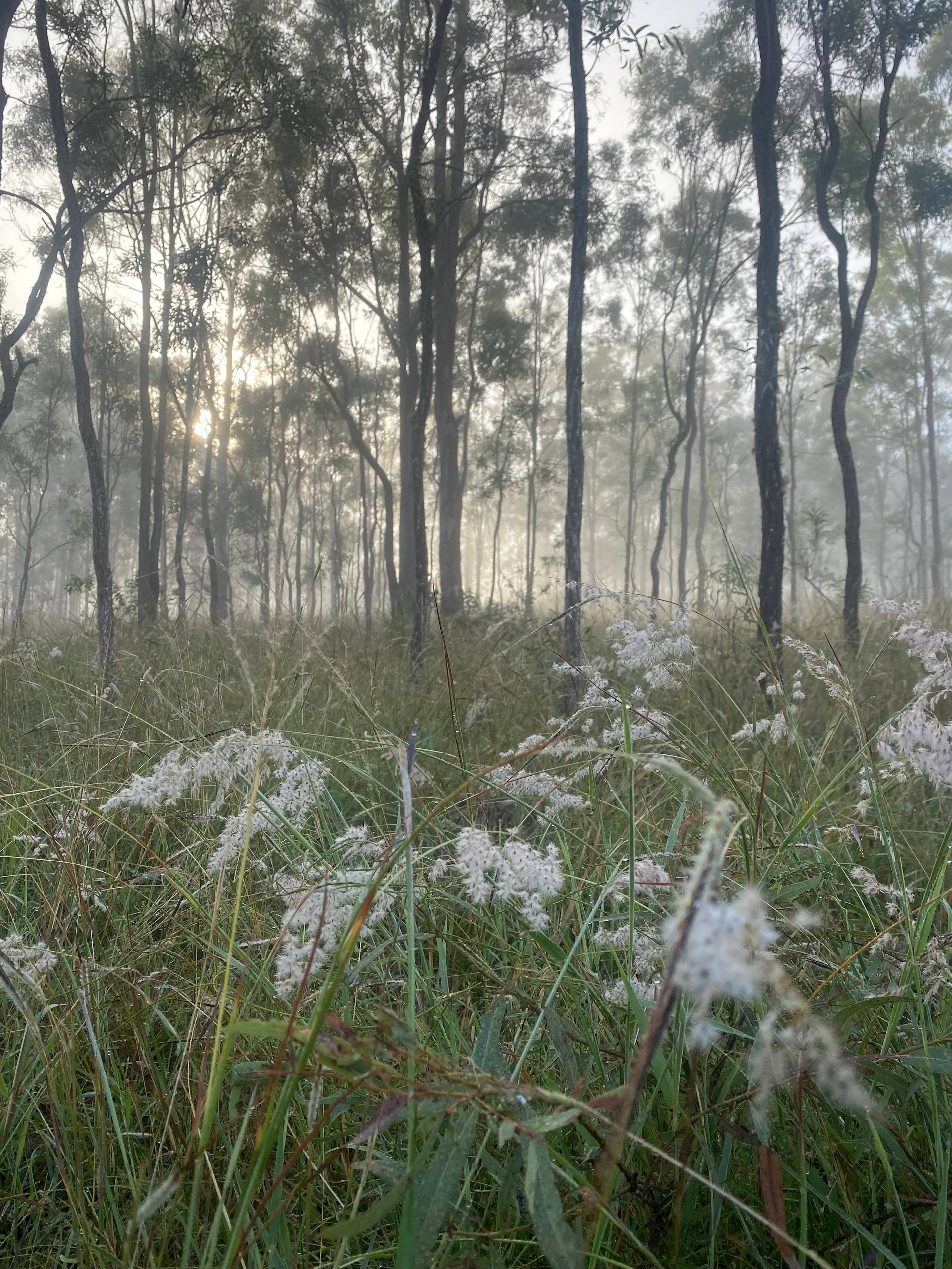 Kingrah Rest - Nature & Chill