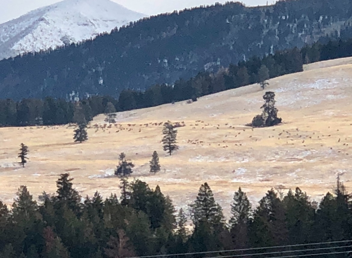 Eureka Elk Camp