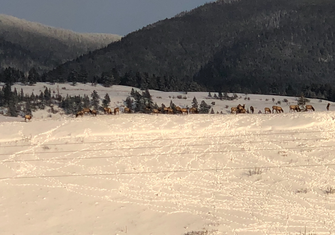 Eureka Elk Camp