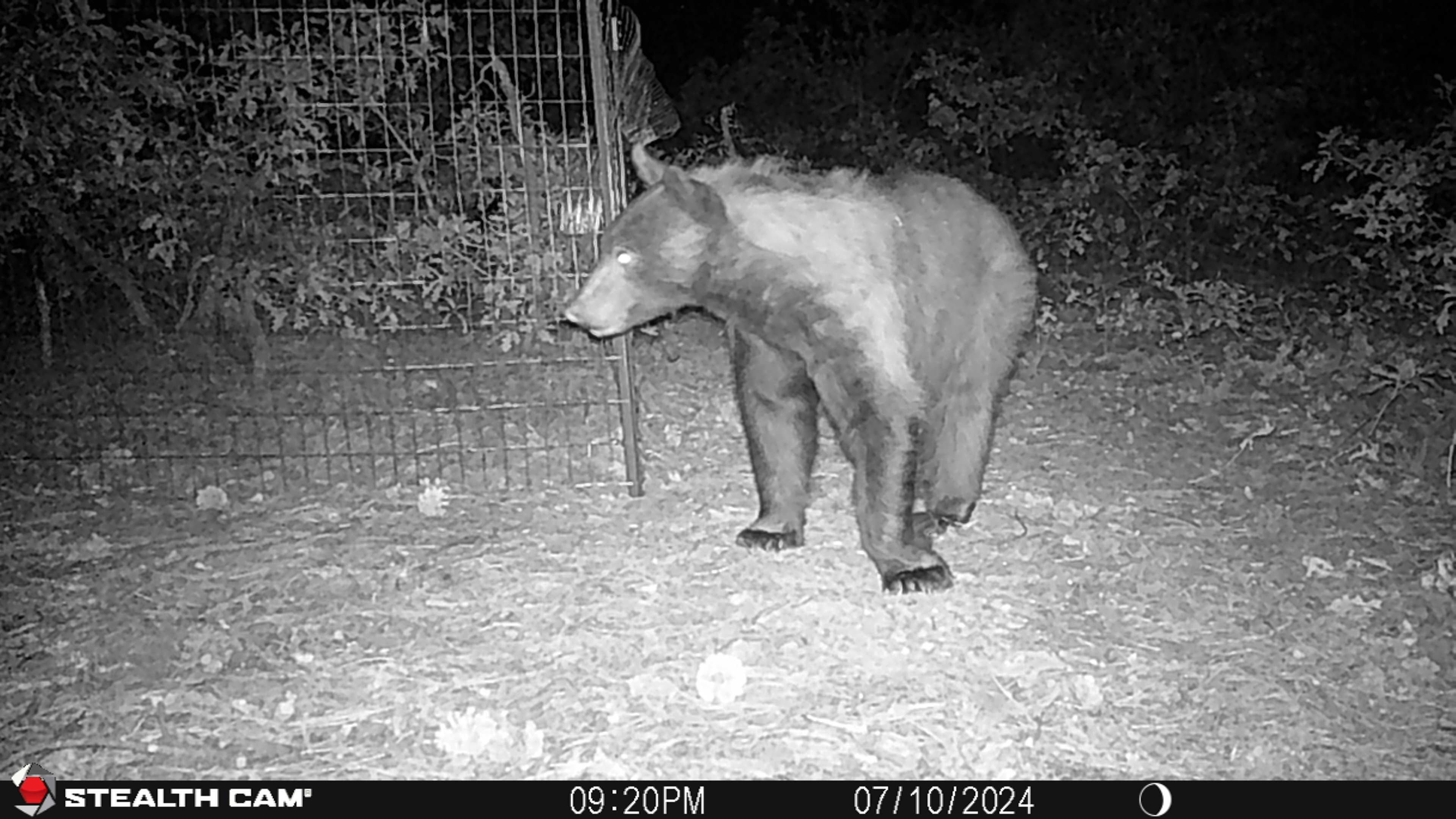 We have many Yogi's visit, after all, they were here first! This was July 2024, Yogi destroyed 7 of our chickens. Fish and game trapped him.