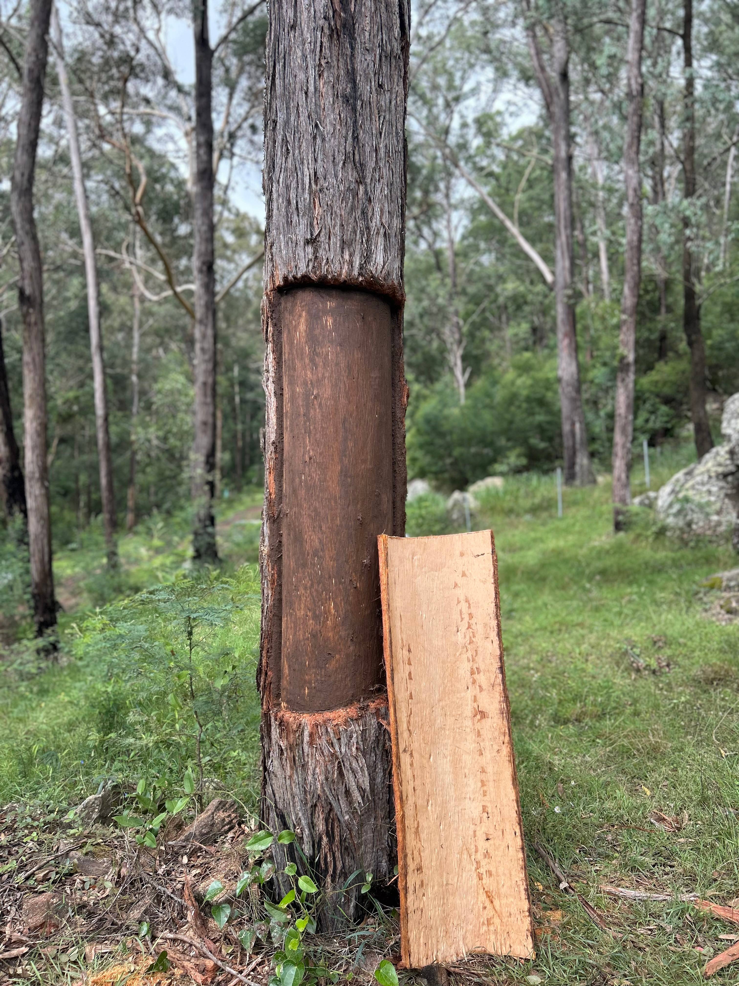 Rocky Forest Bush Retreat Wollombi