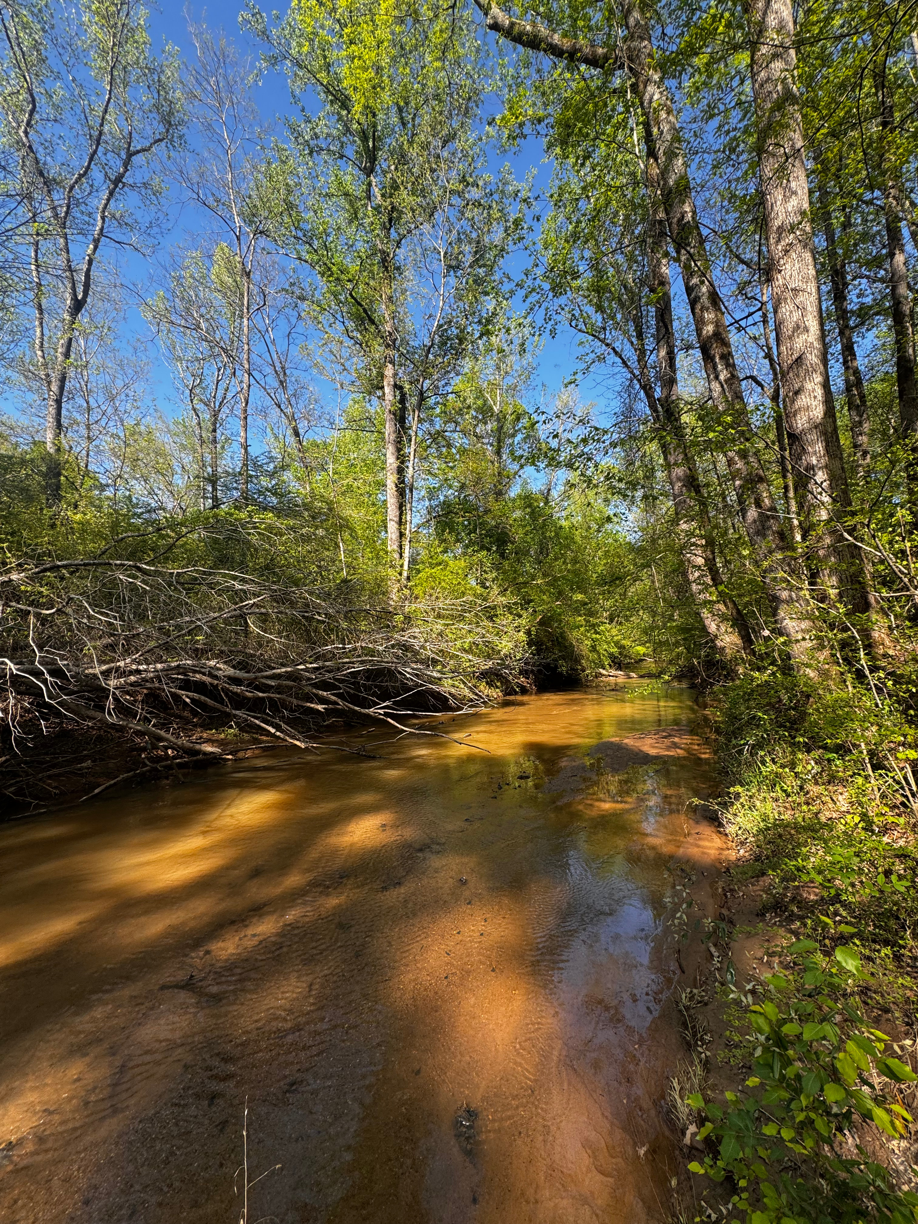 Private Georgia Forest
