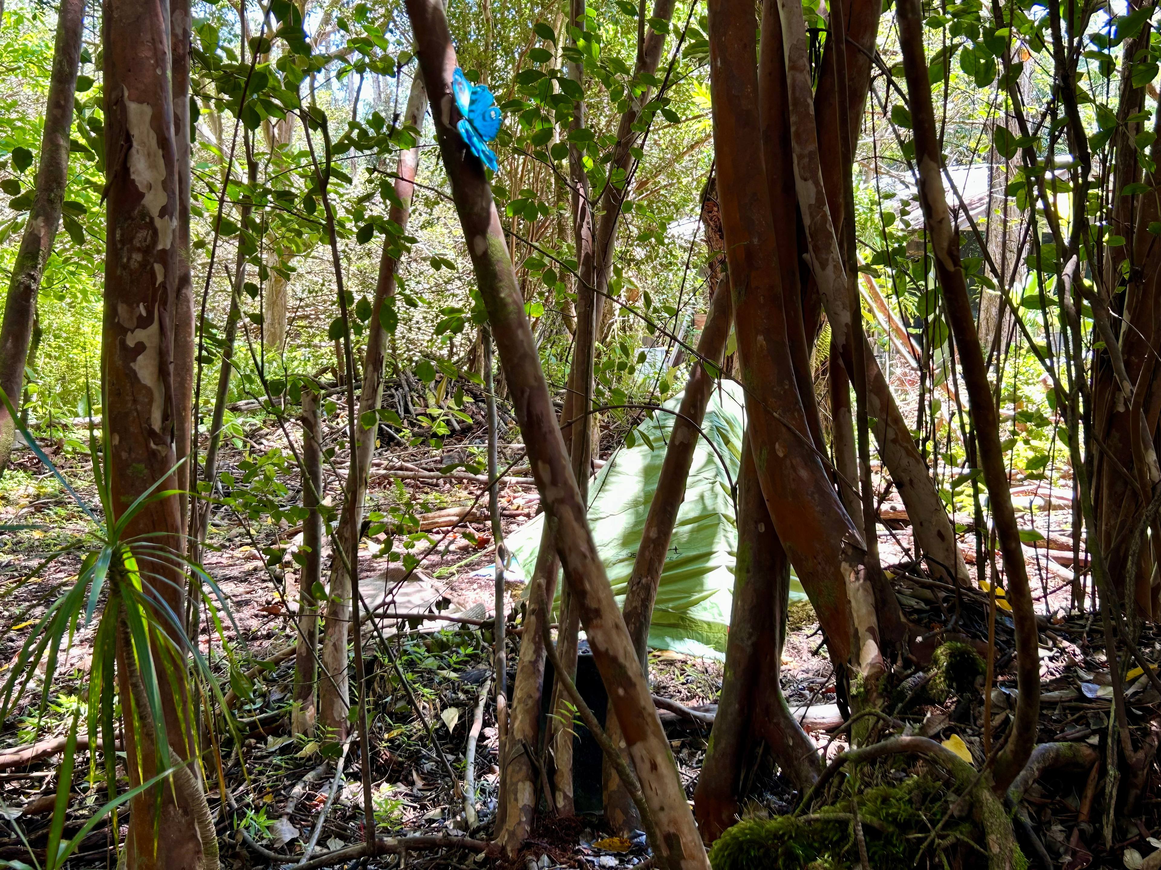 Strawberry Guava Forest Hideaway