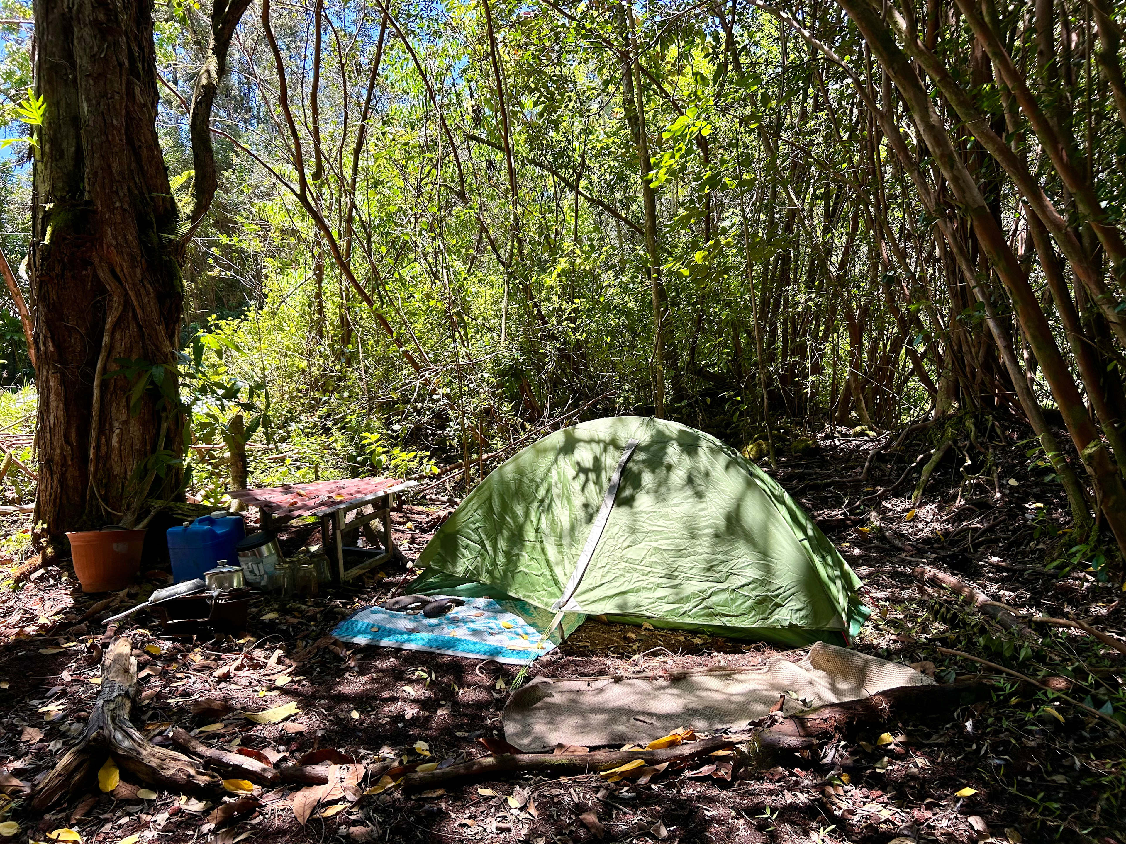 Strawberry Guava Forest Hideaway