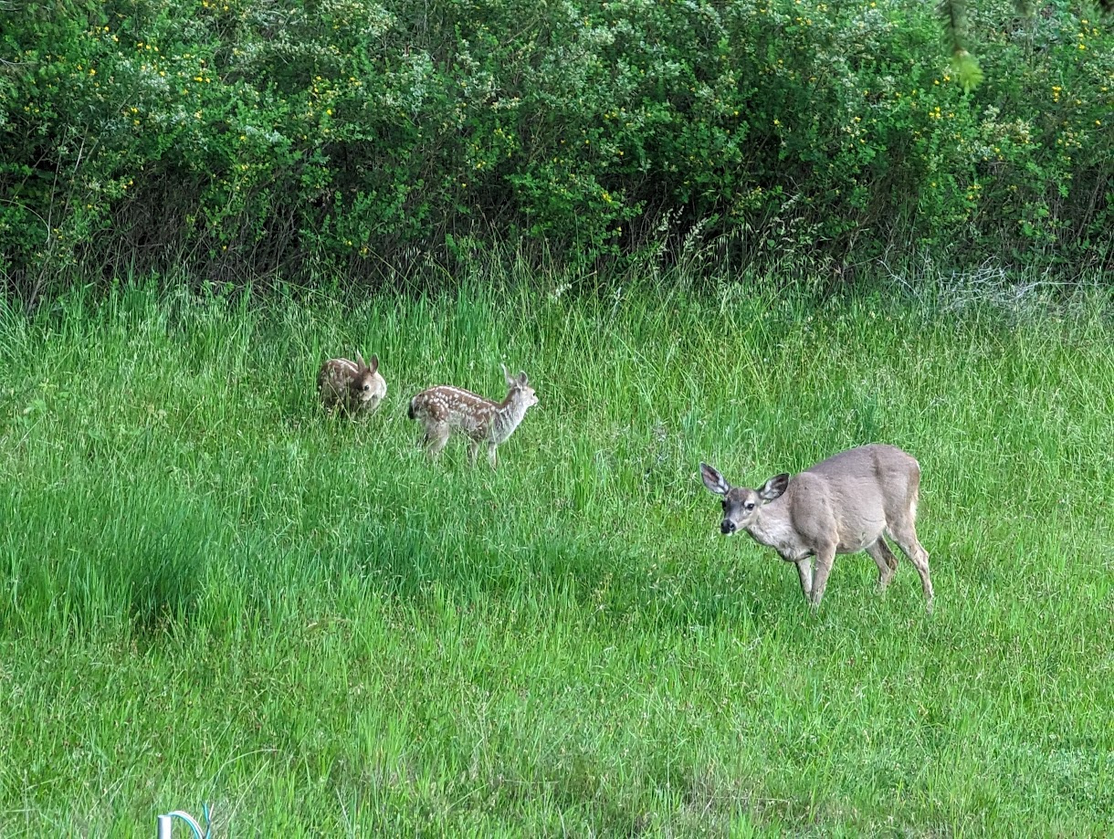 There are several families of deer that share our yard as part of their territory. Please don't disturb them, feed or pet them. Photos encouraged!
