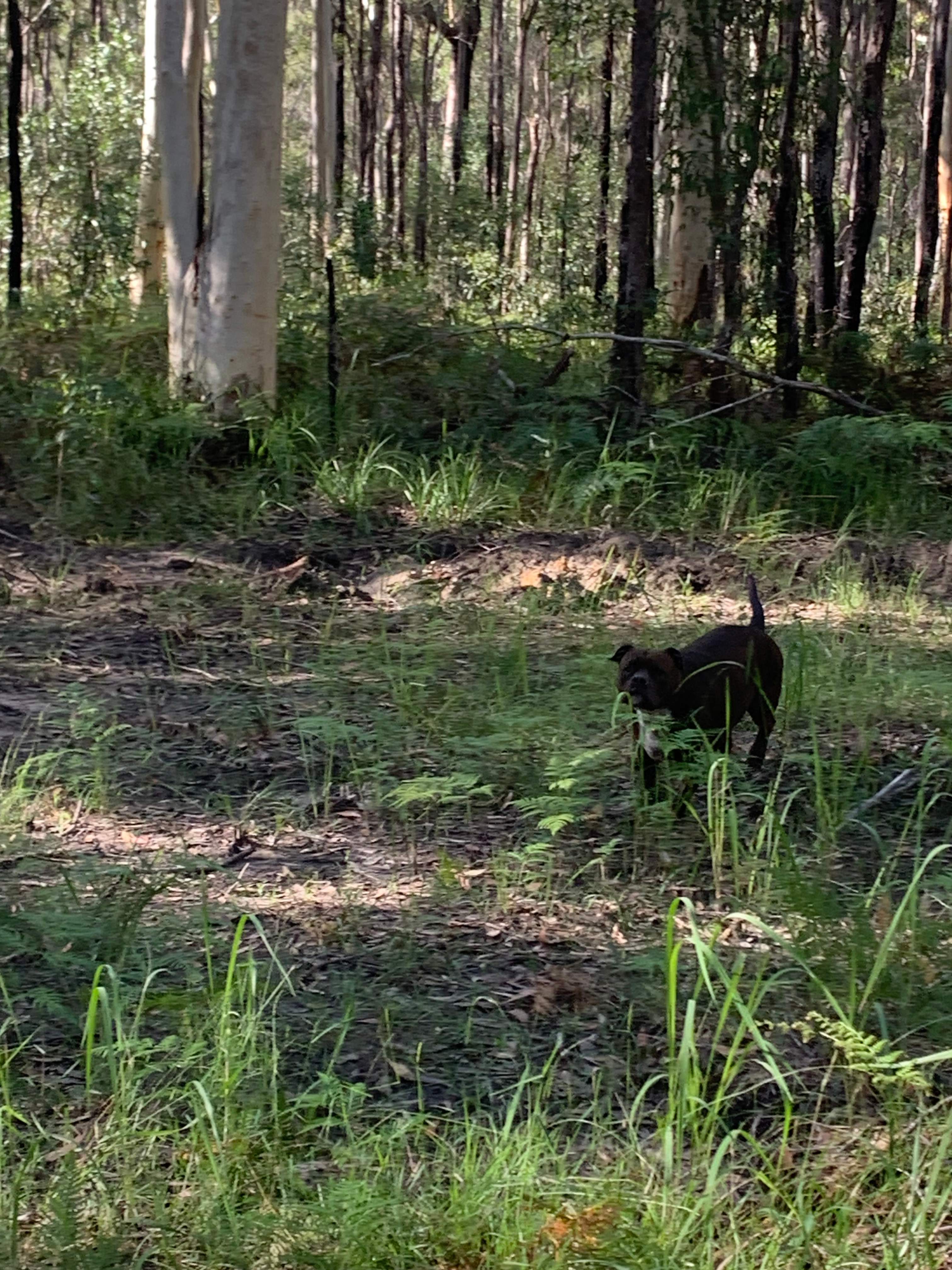 Shark Creek intheBush Camp