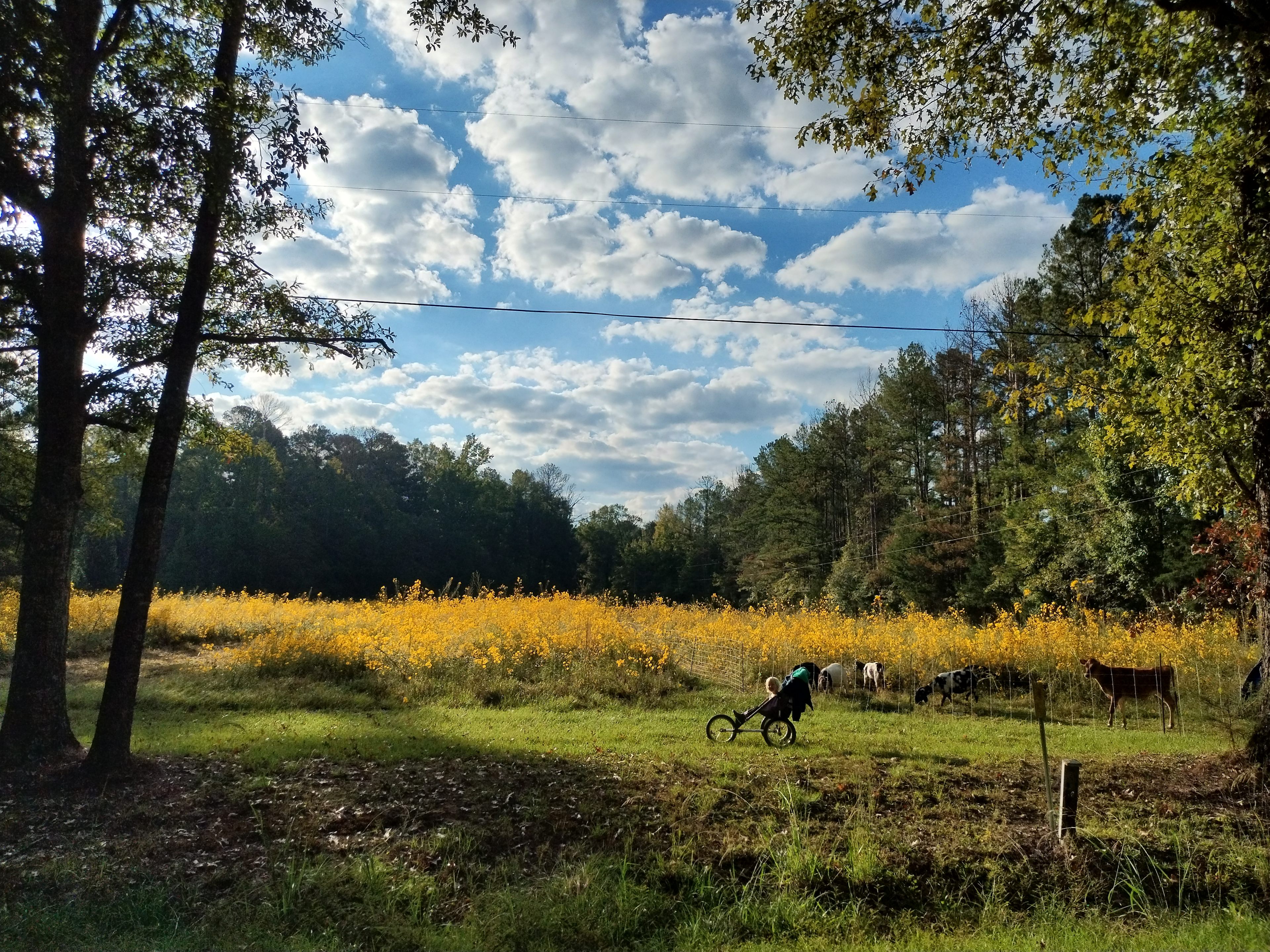 Natchez Trace Resting Place