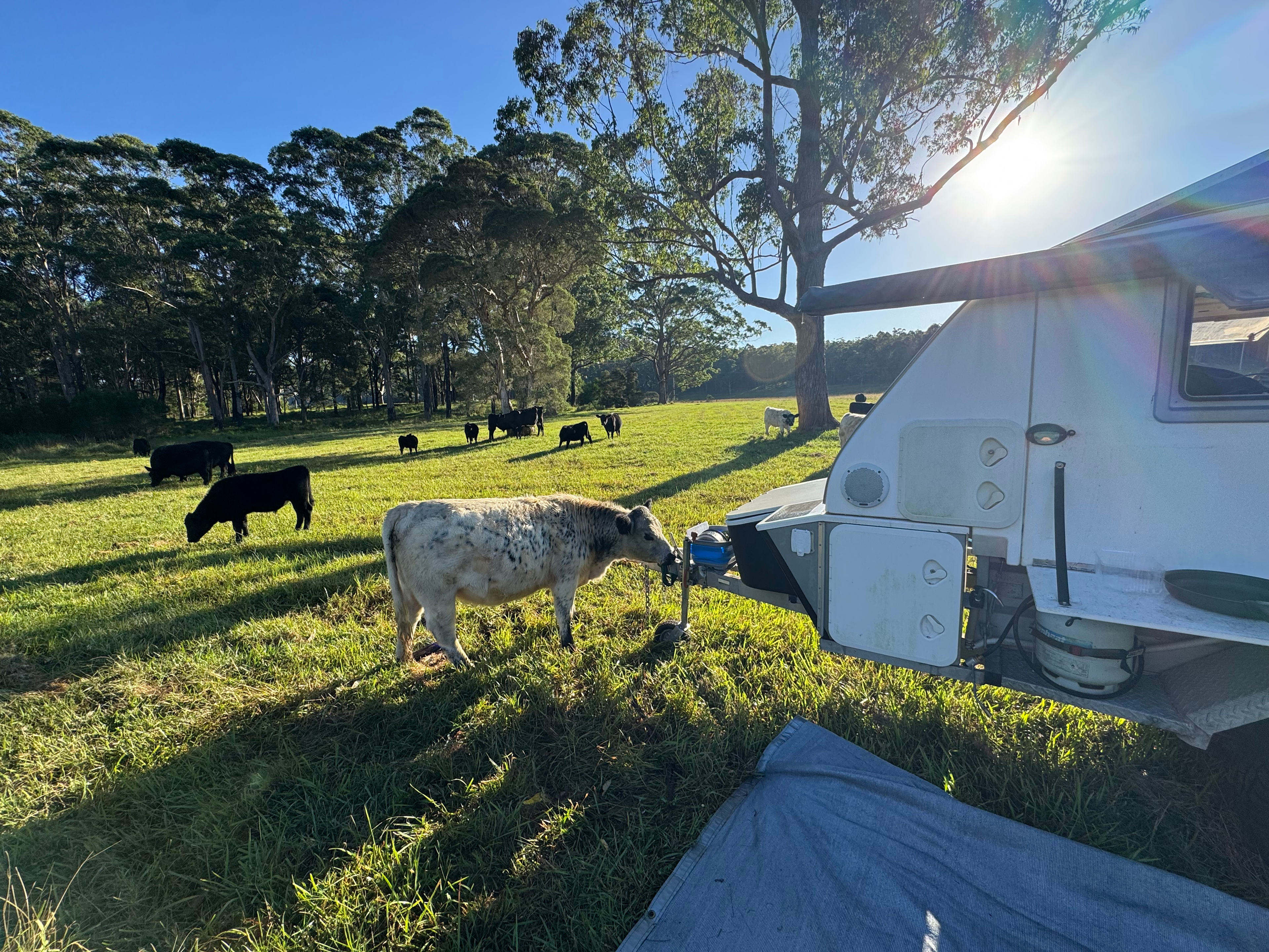 The Wandy Donkey Camp