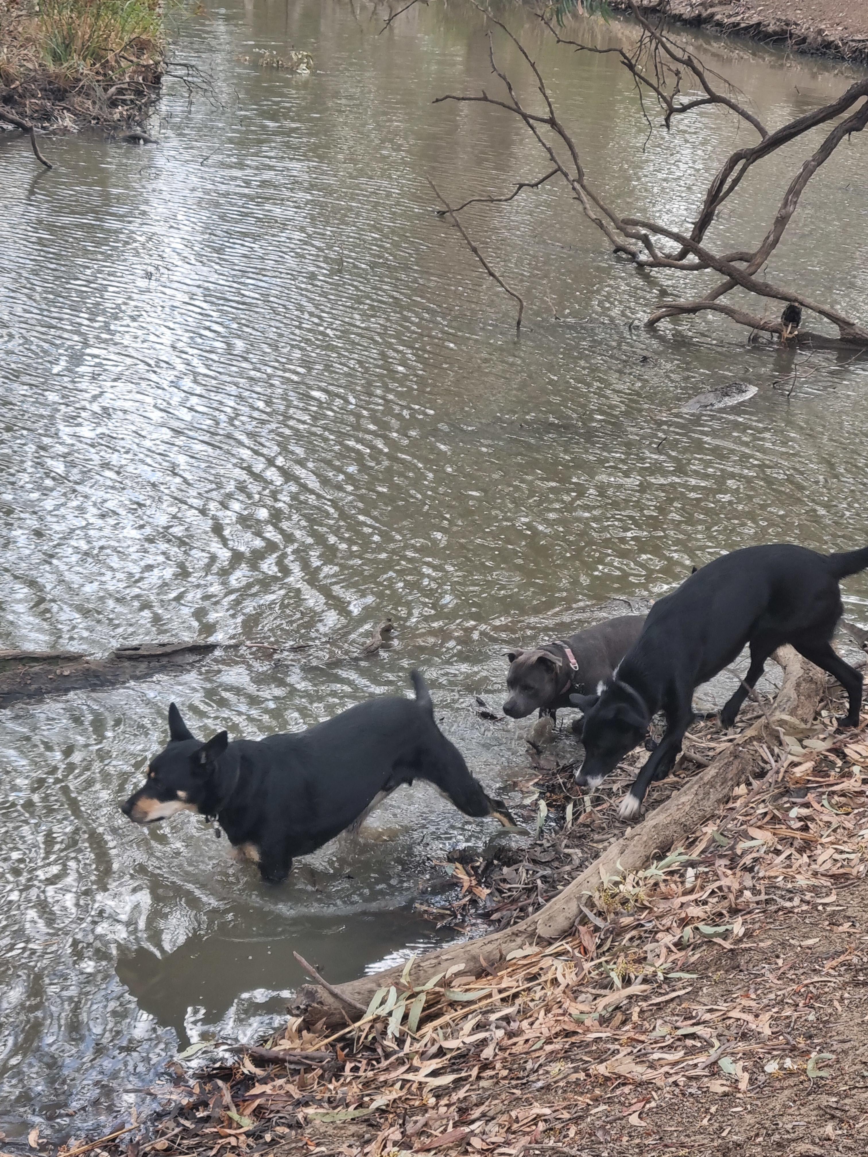 Riverside   Canary Island