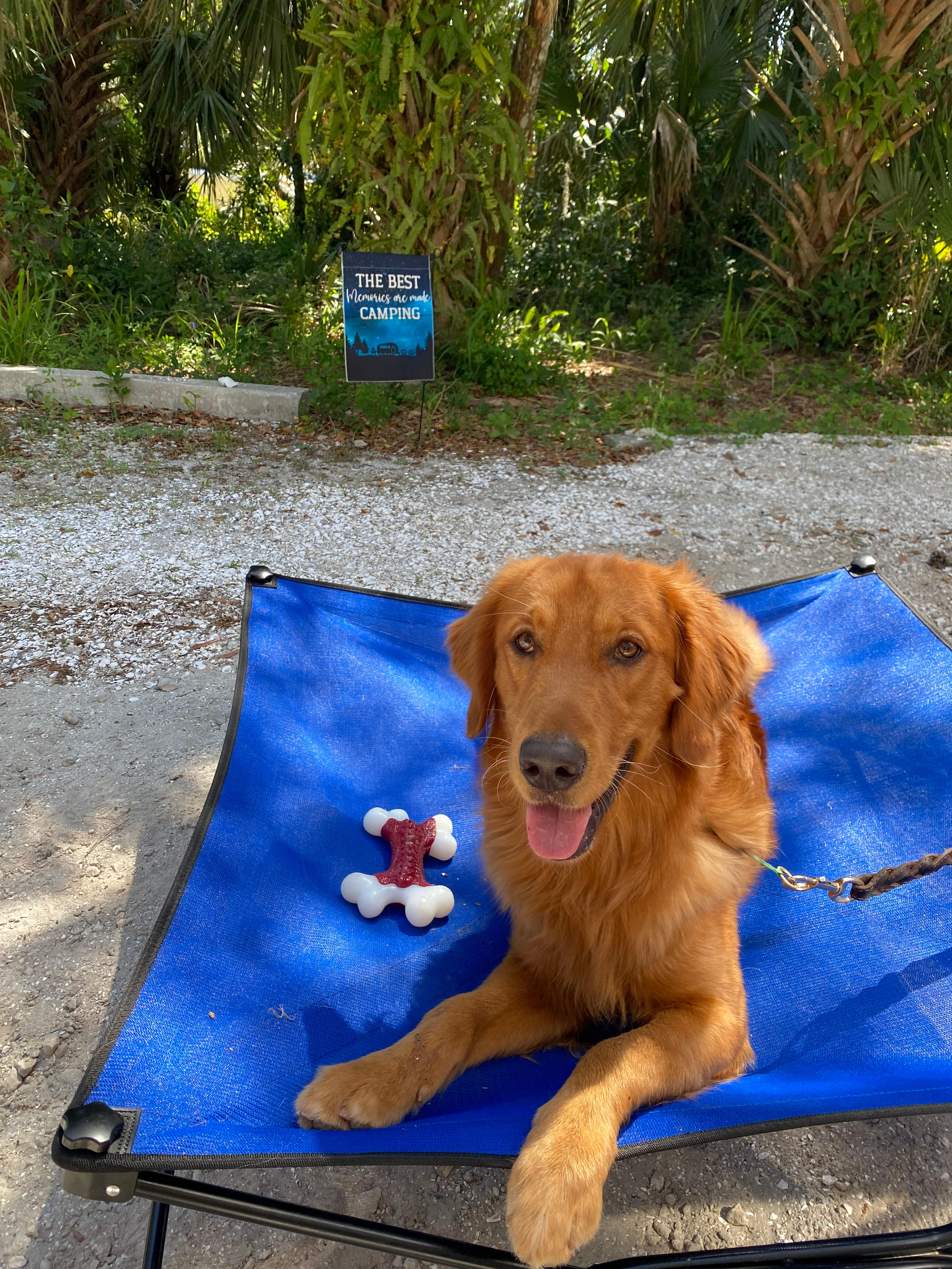 Prince loved it here, getting to just be a dog :)