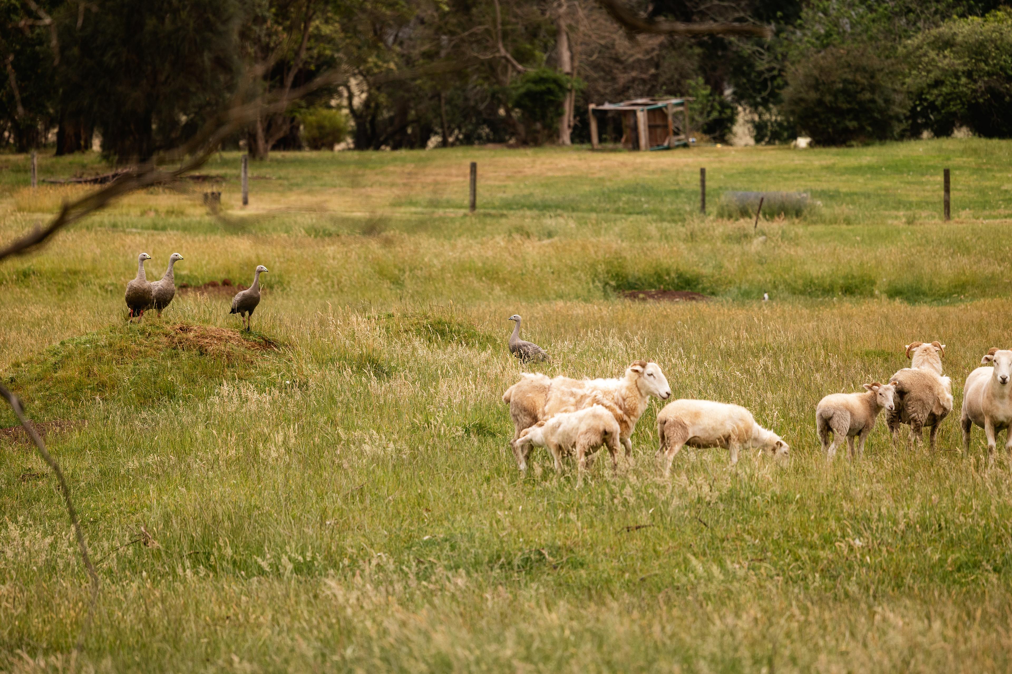 Green Gully Farmstay Camp Paddock