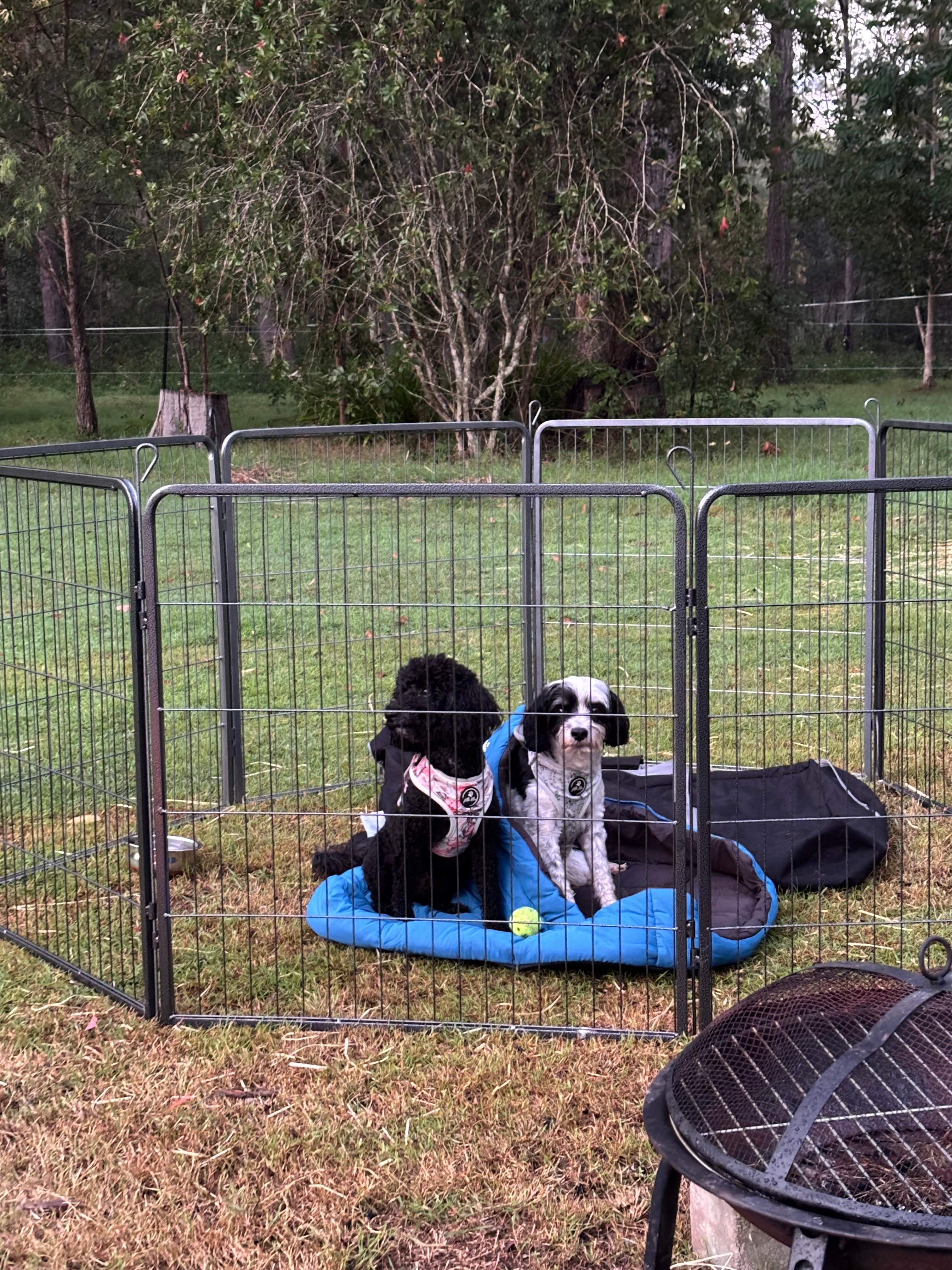 The Croft _ Horse Trax Oz Blackbutt